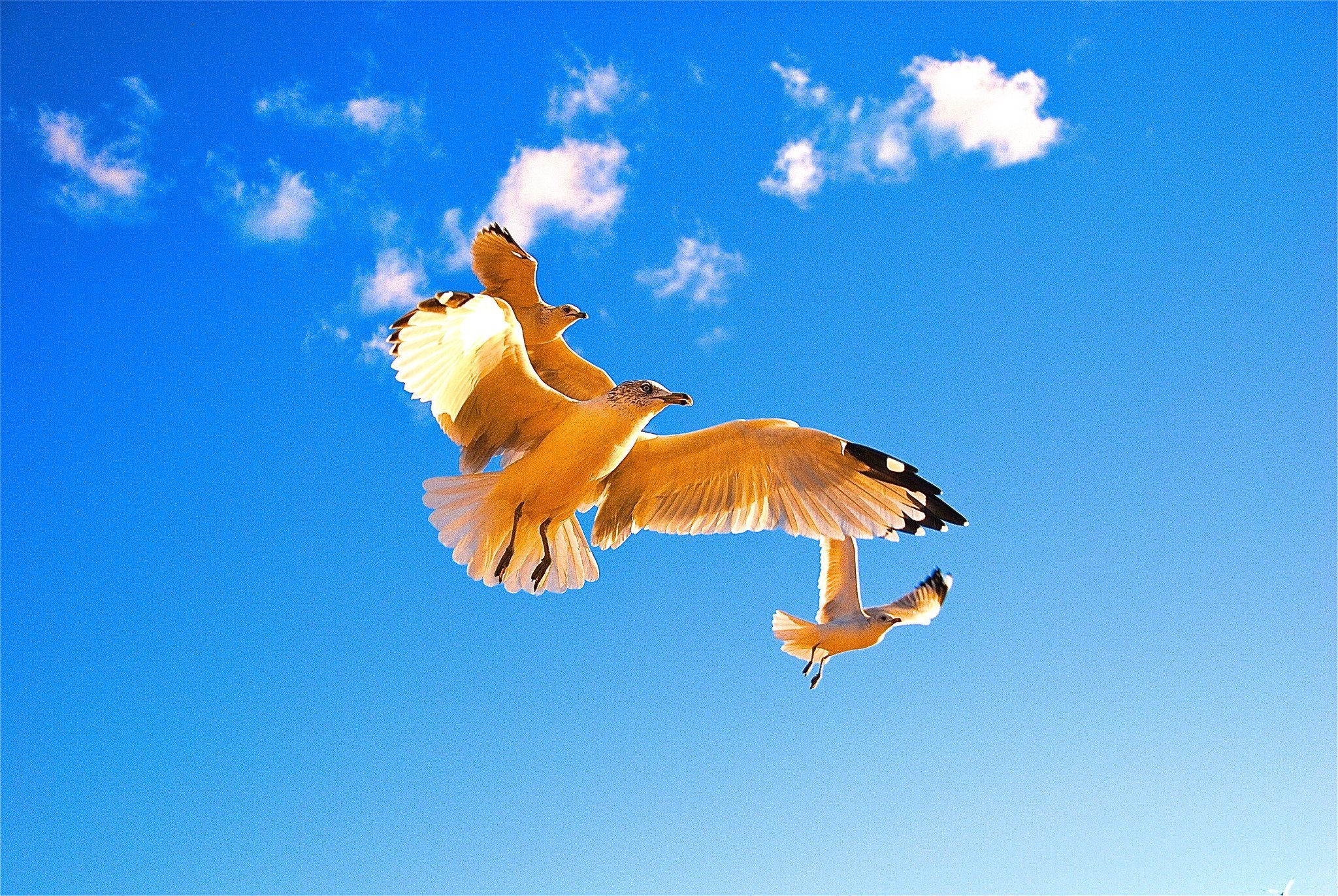 Летящие красивые птицы летящие. Птица в полете. Птицы в небе. Красивая птица в полете. Пи цы в полете.