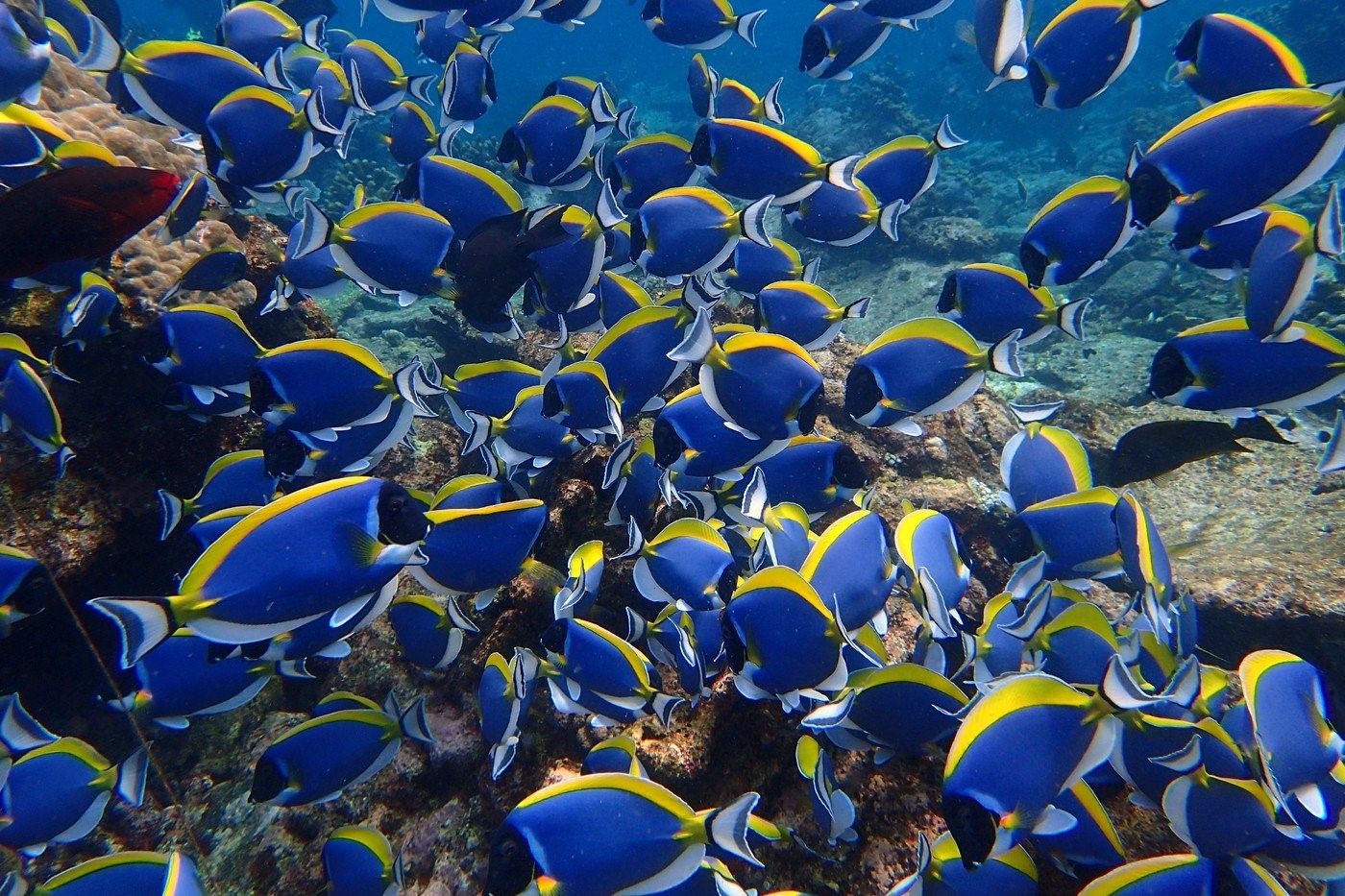 Обитатели океана рыбы. Подводный мир океана. Рыбы в океане. Стая рыб. Подводный мир красного моря.