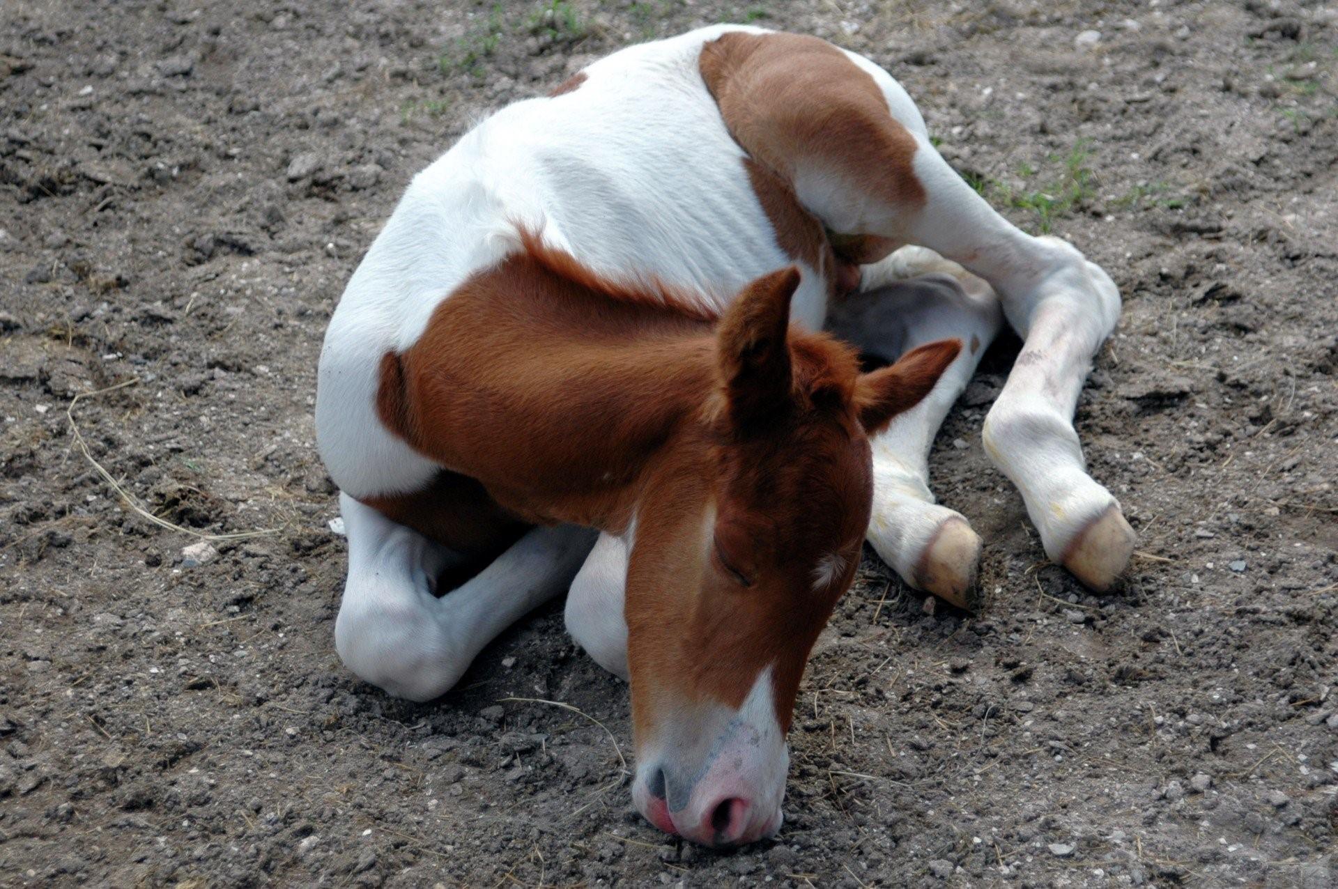 Рождение лошадки. Новорожденный жеребенок. Слабый жеребенок.