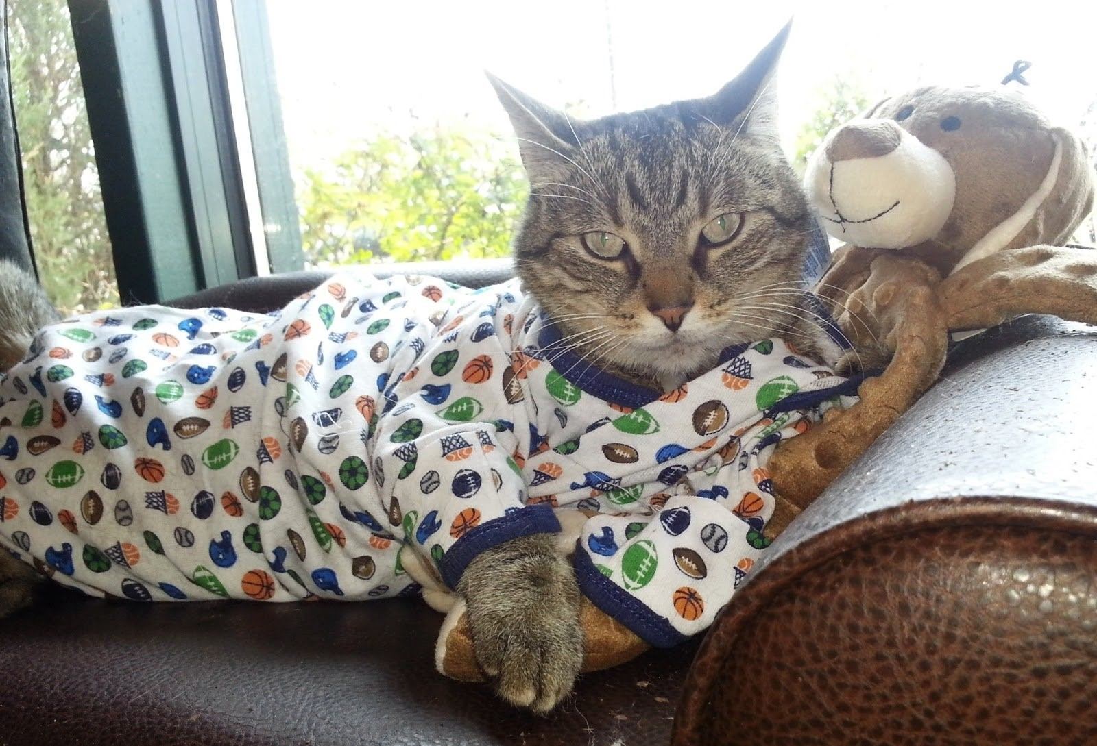 Котята в пижамках