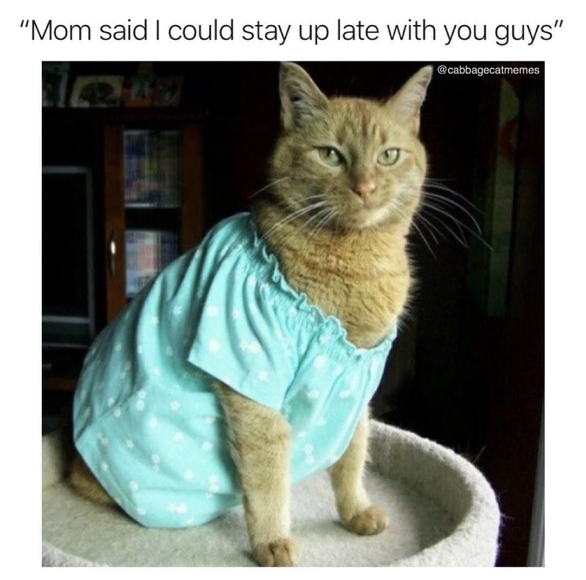 Пижама с котиками