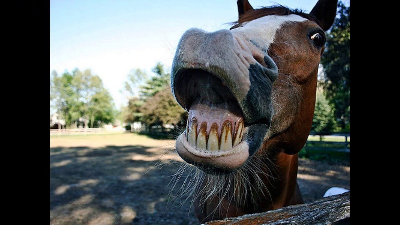 Лошадиные зубы. Зубастая лошадь.