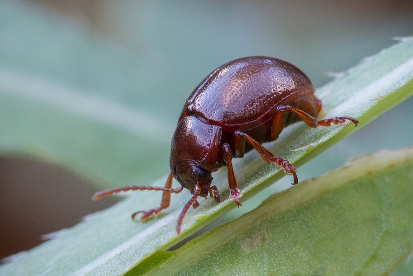 Chrysolina staphylaea