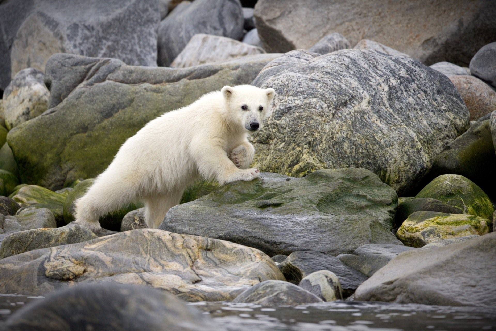 Дикая природа белого медведя. Тянь шаньский медведь белый. Тянь Шанский белокоготный медведь. Белый Медвежонок. Белый медведь в горах.