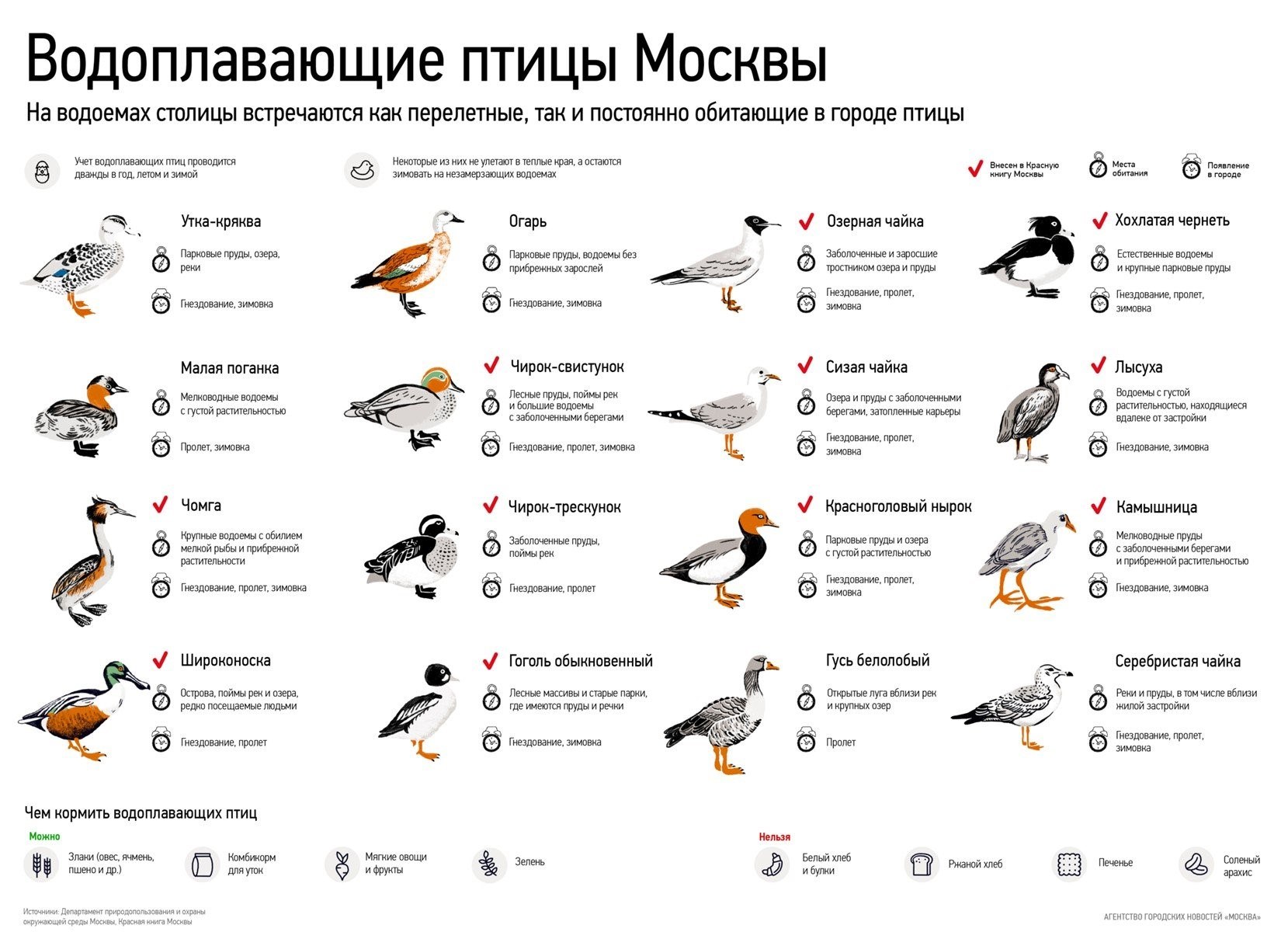 Водоплавающие птицы ленинградской области фото и названия определитель