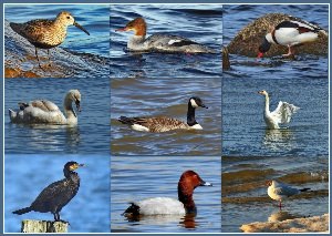 Виды водоплавающих птиц