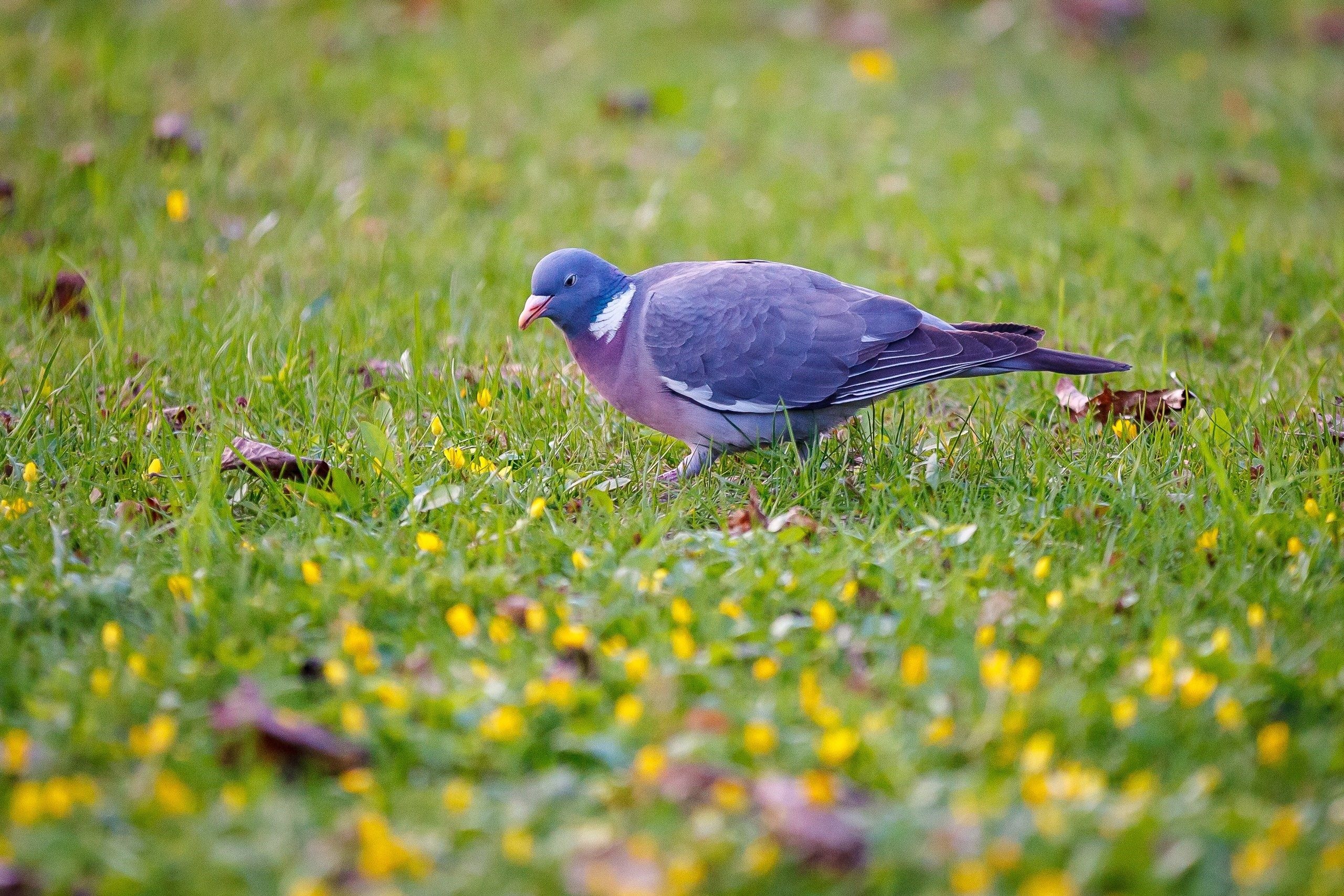 Лесной голубь в ленинградской области фото