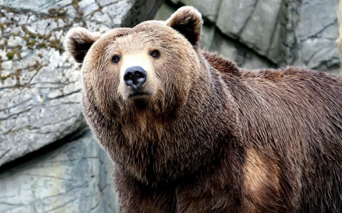 белокоготный медведь фото