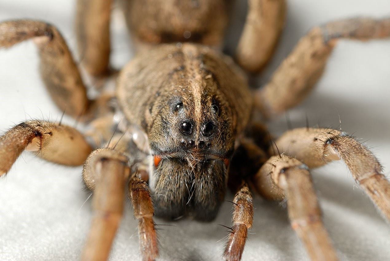 фото самого страшного паука