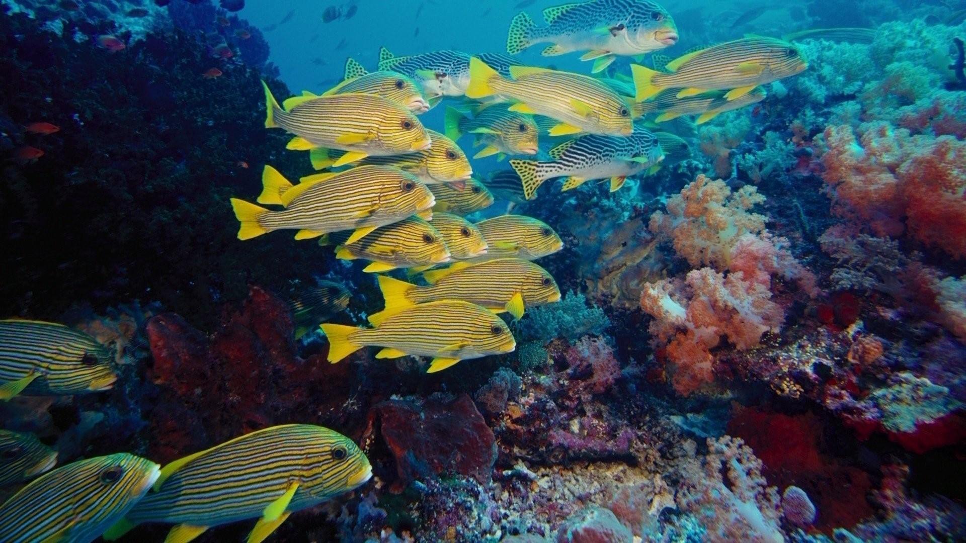 Какая рыба тихого океана. Подводный мир Тихого океана. Морские глубины. Рыбы в море. Морское дно.