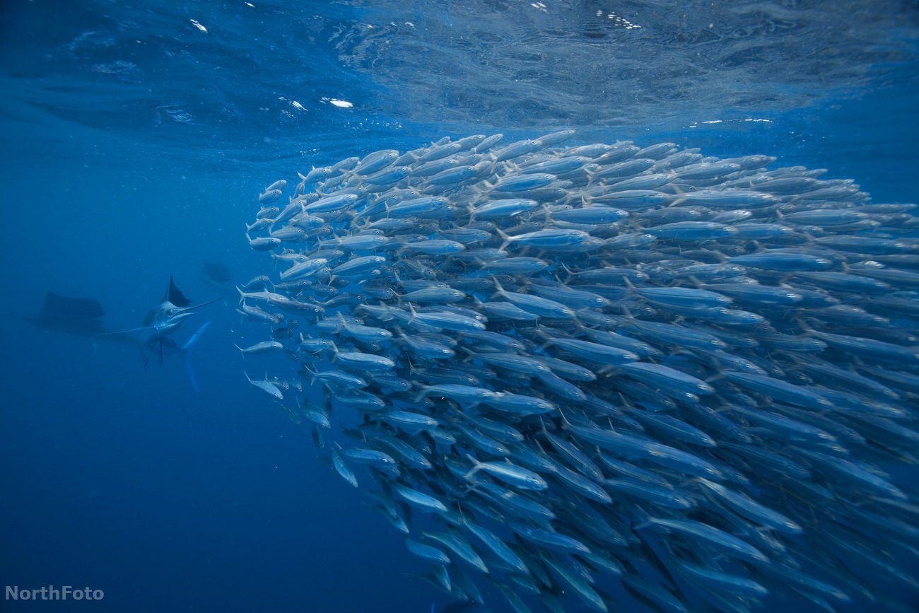 Рыба в океане плавает. Рыбы Северного Ледовитого океана. Рыбы в океане. Миграция рыб.