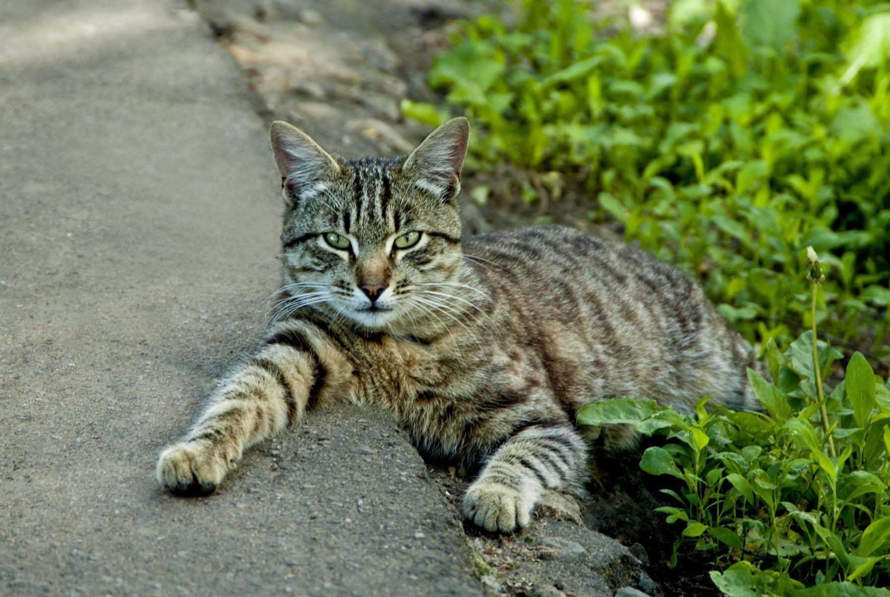 Беспородный кот фото