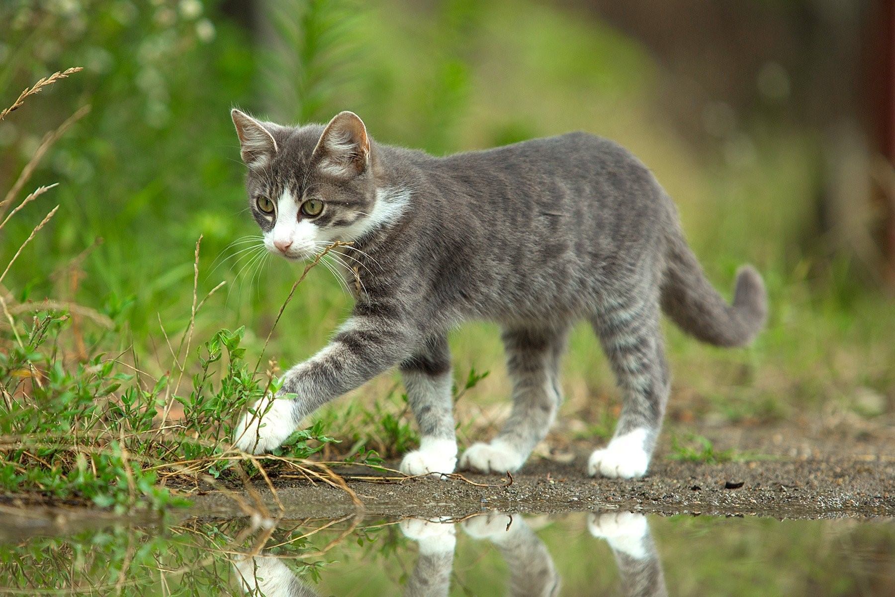 Фото дворового кота