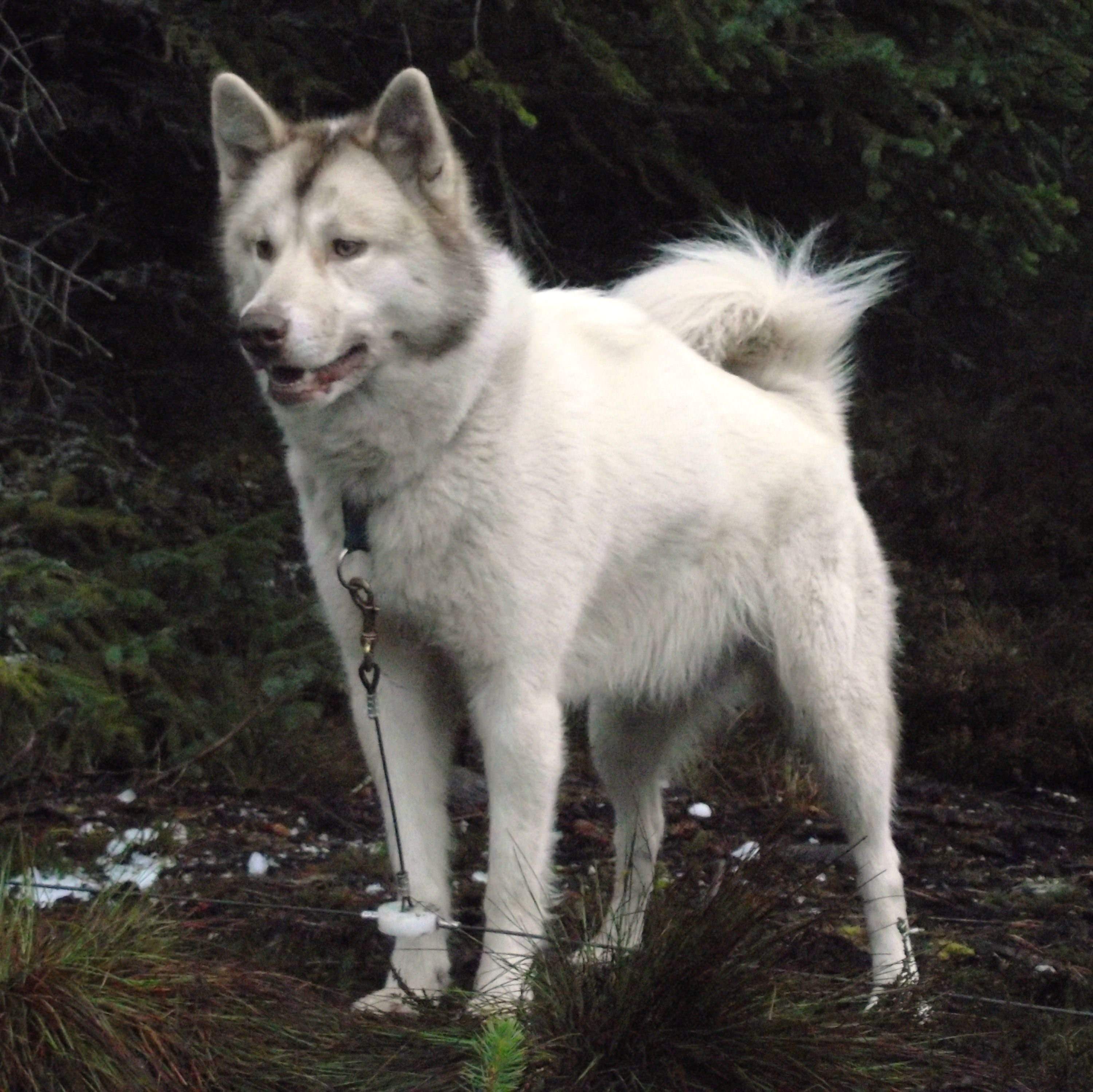 Исе лайка. Канадская эскимосская лайка. Волкособ Аляскинский. Маккензи Ривер хаски белый. Северный инуит порода собак.