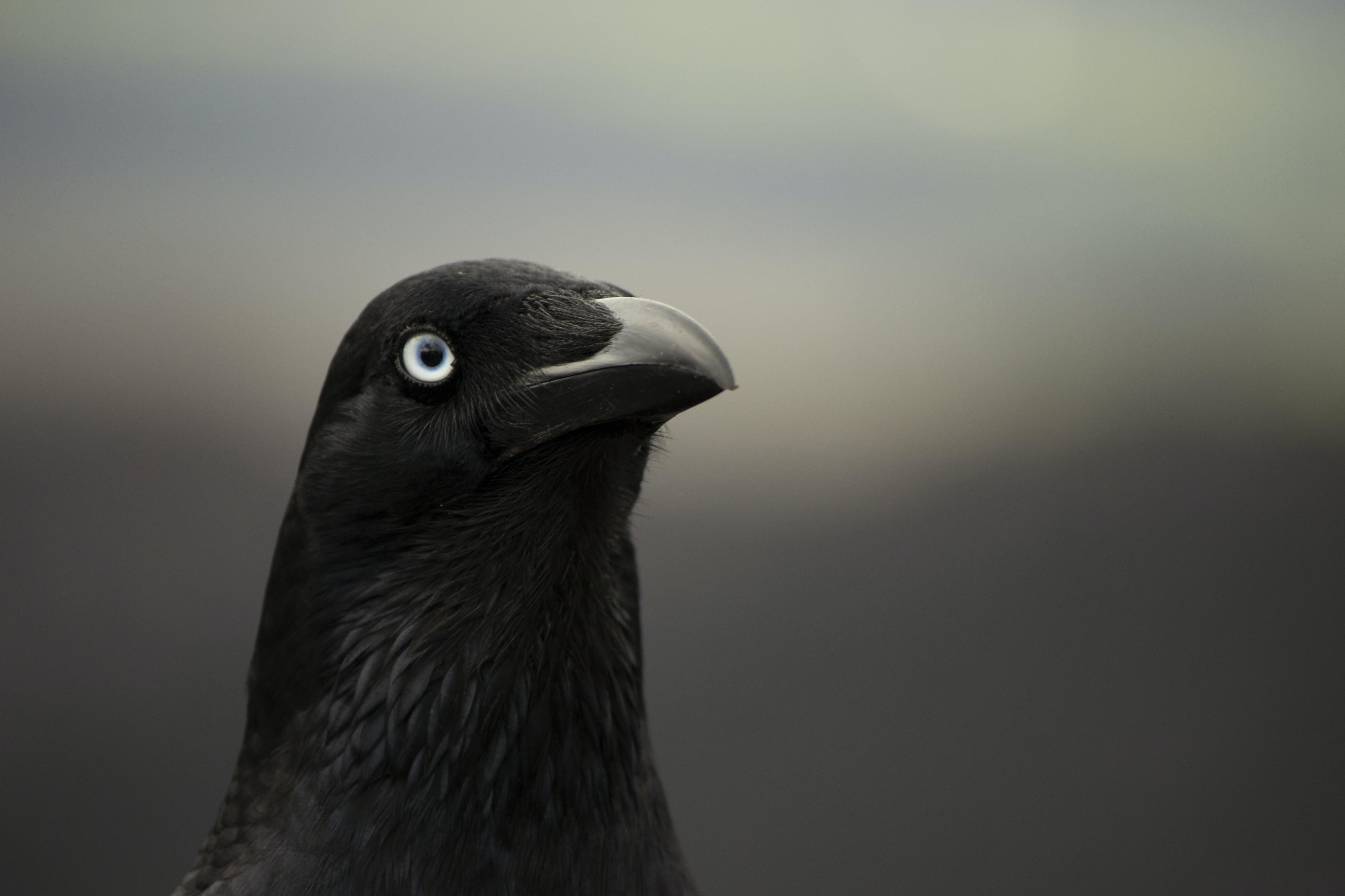 Птица с черным глазом. Глаза ворона. Черная птица с голубыми глазами. Ворон с голубыми глазами. Черный ворон с голубыми глазами.