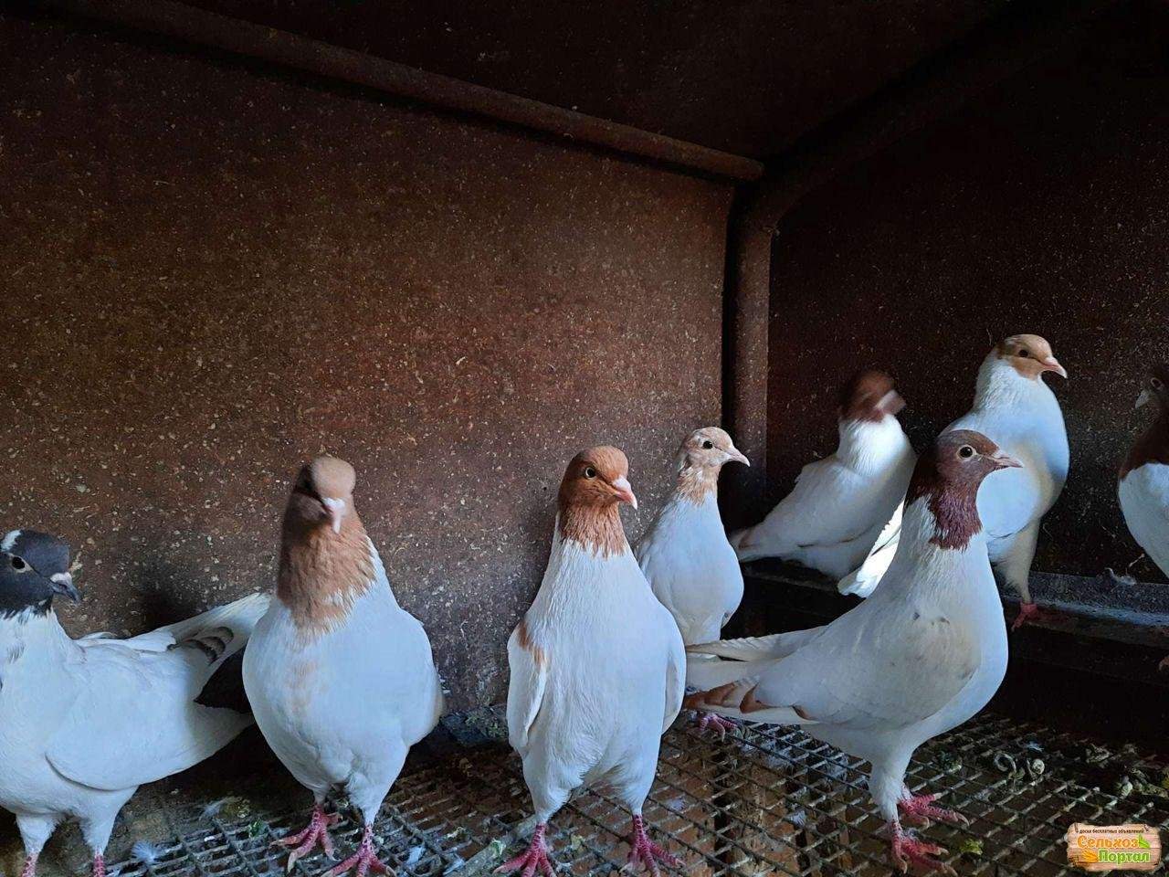 Животные лабинск. Авито Лабинск животные. Купить голубятню для голубей на авито. Продажа голубей в Тюмени на авито.