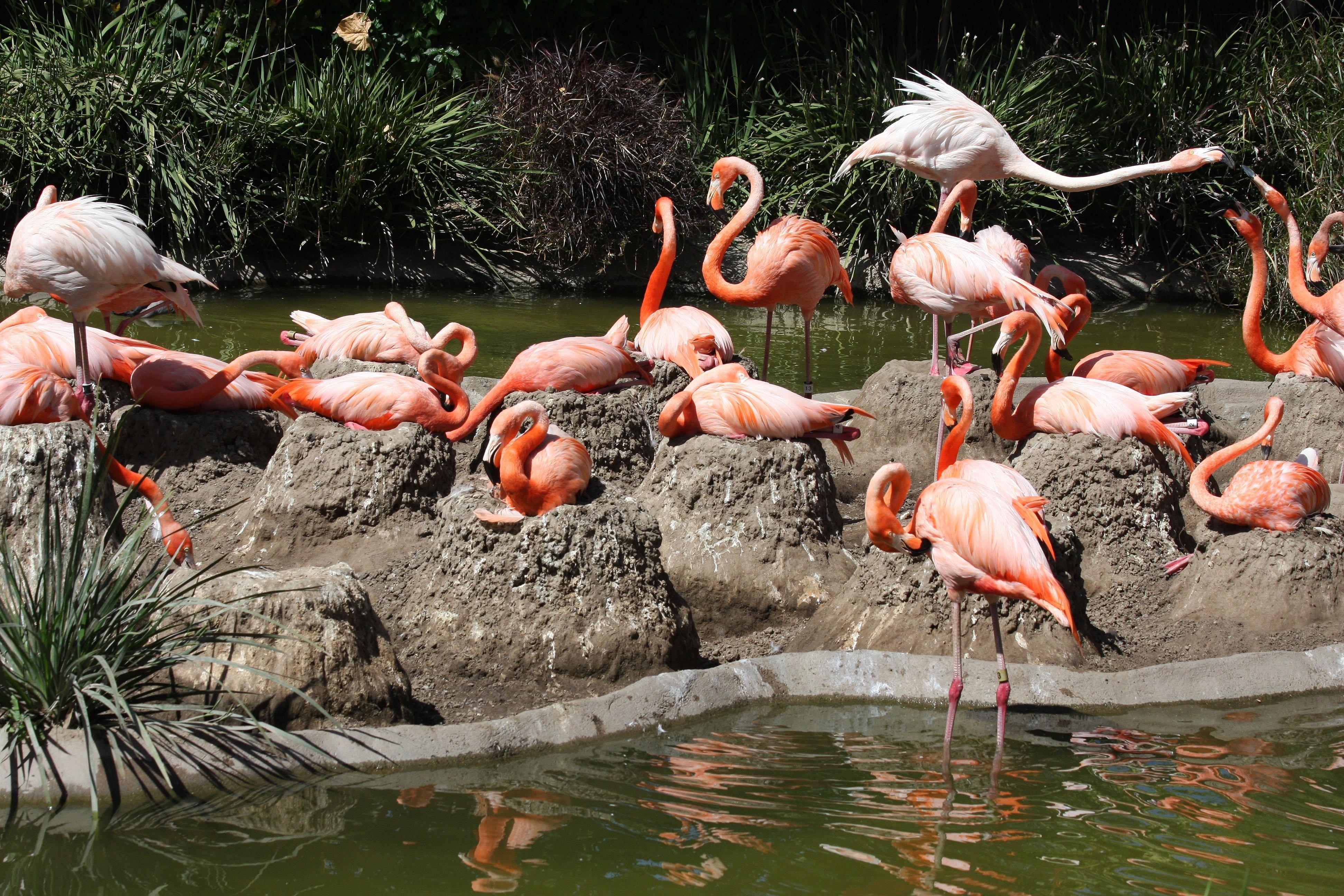 Фломинго. Гнездо Фламинго. Розовый Фламинго гнездование. Гнездо розового Фламинго. Фламинго гнезда столбики.