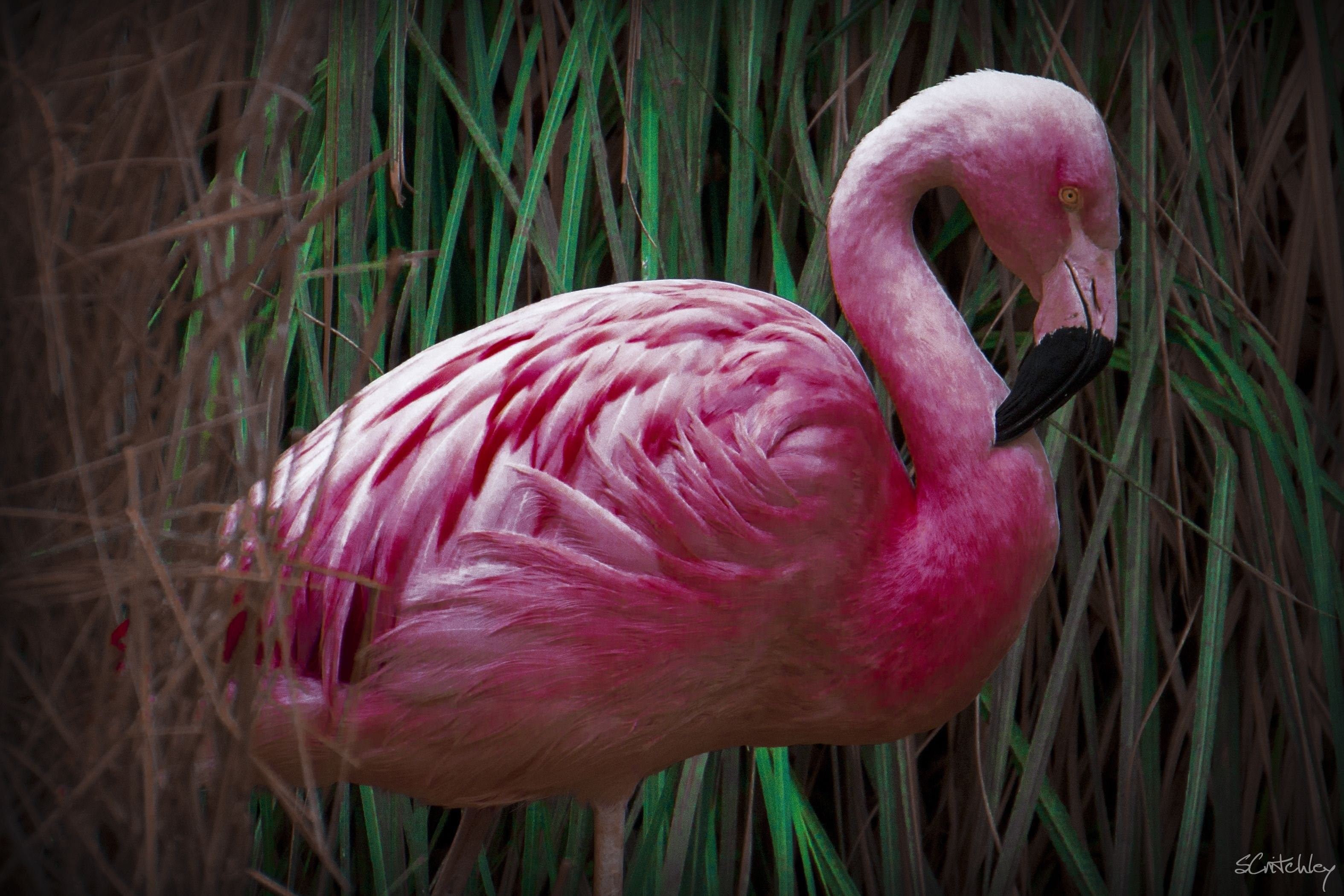 Фотографии розового фламинго