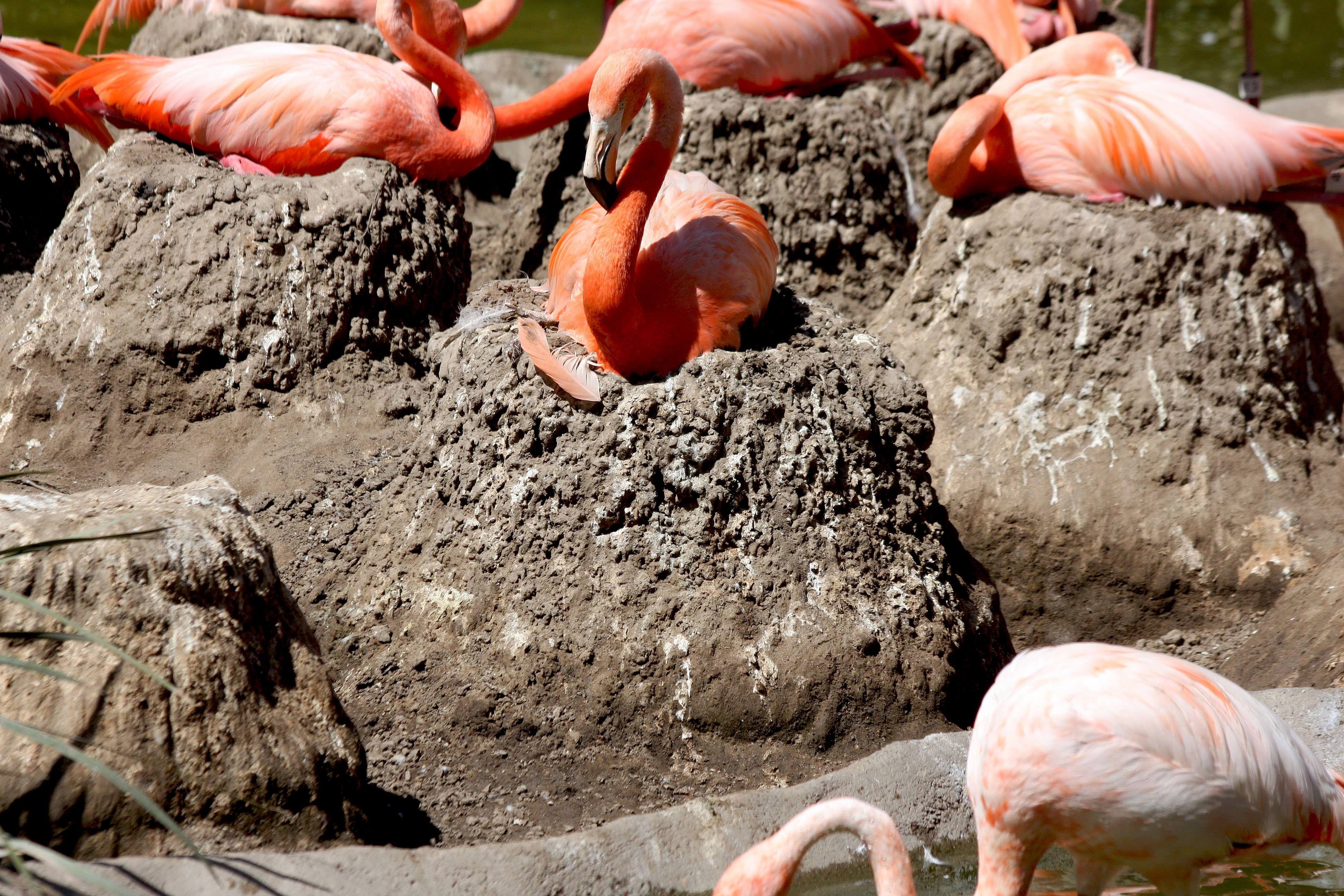 Фломинго. Гнездо Фламинго. Гнездо розового Фламинго. Розовый Фламинго гнездование. Фламинго откладывает яйца.