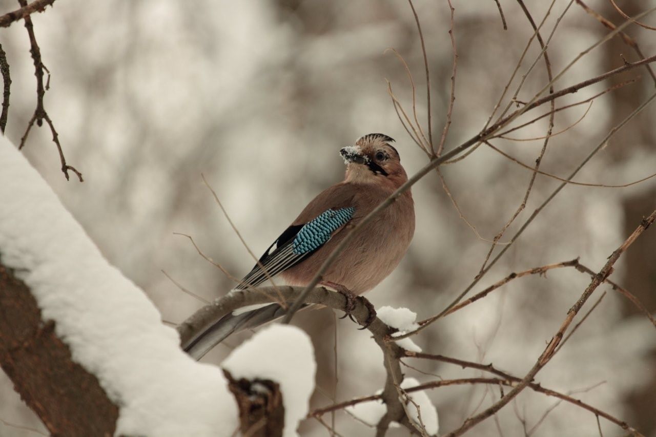 Птицы белоруссии зимующие фото с названиями