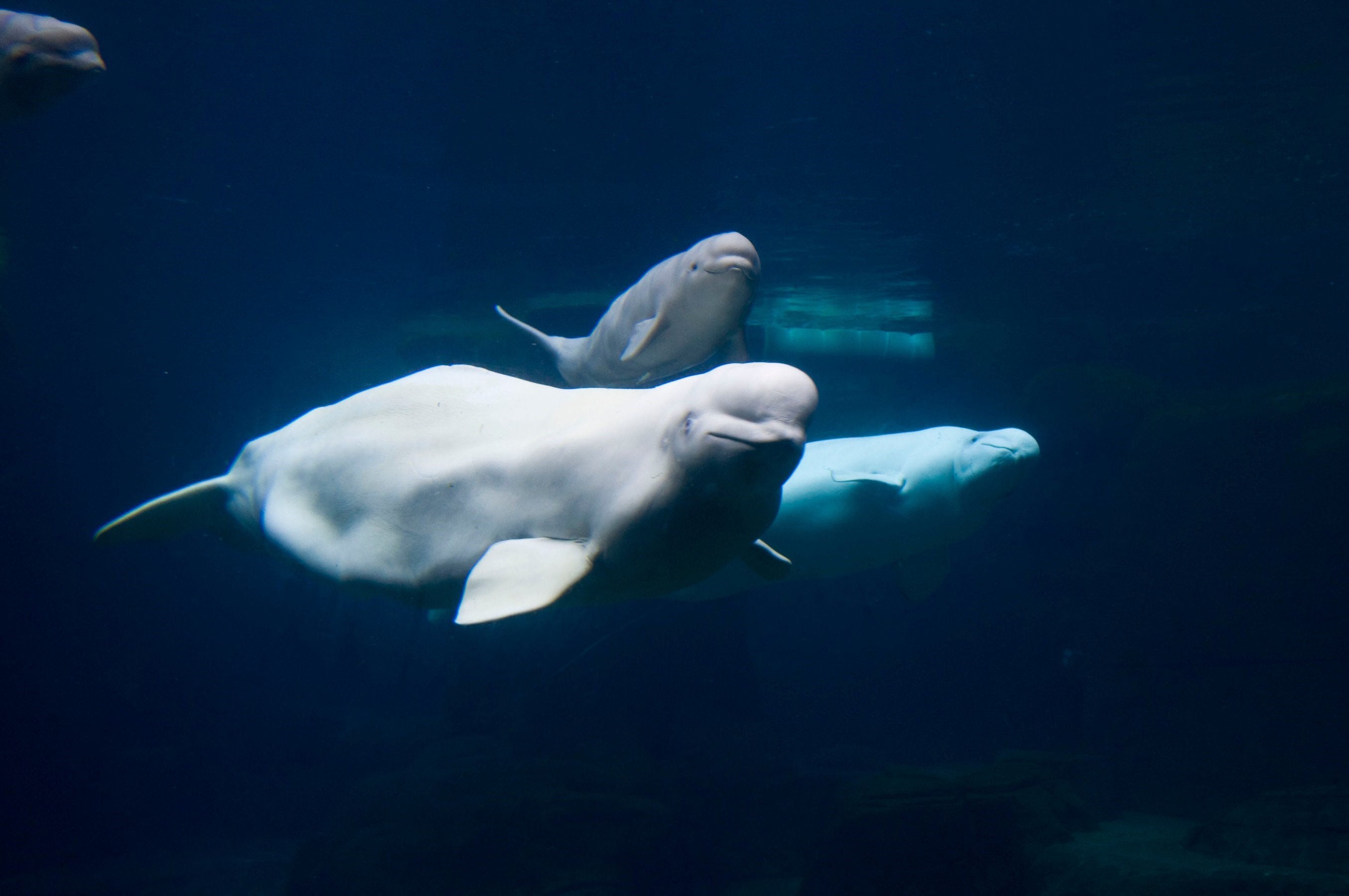 К какой группе обитателей океана относятся белухи. Полярный Дельфин Белуха. Белуха рыба Дельфин. Белый кит Белуха.