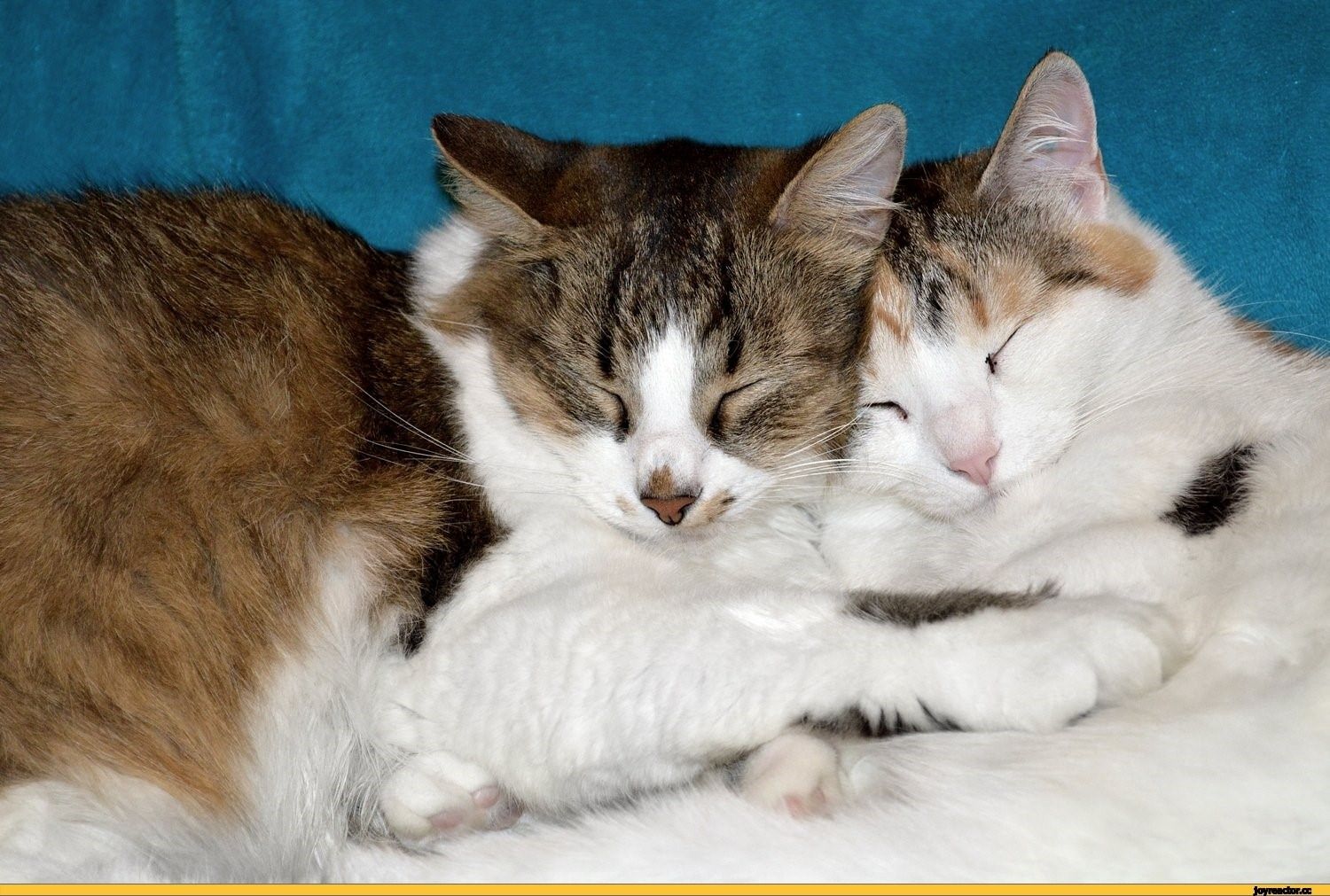 Лесбиянка кошечка. Кошачья любовь. Котики обнимаются. Два котика вместе. Кот и кошка любовь.