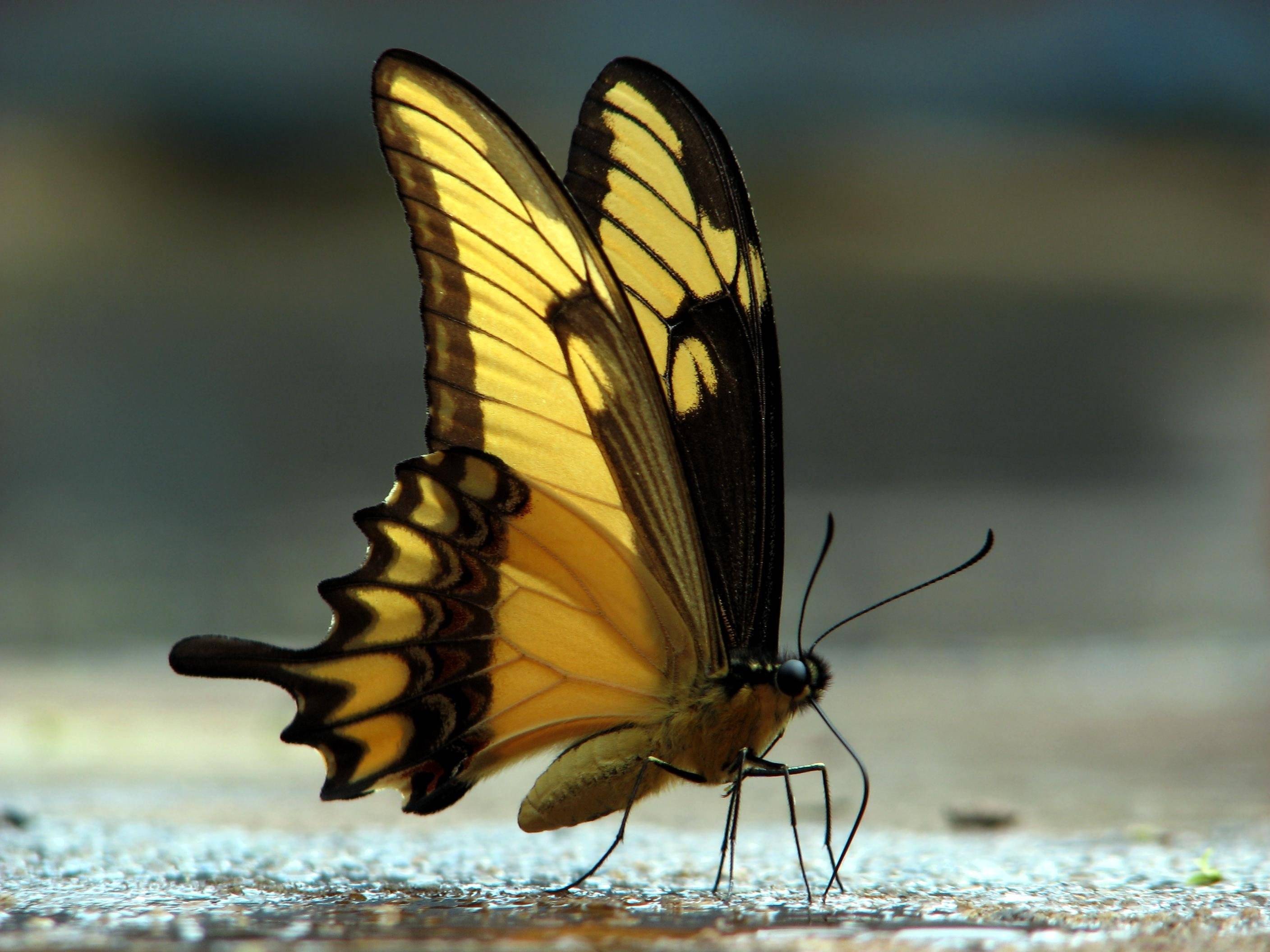 Разные крылья бабочек. Black Swallowtail бабочка. Бабочки с сложными крыльями. Бабочка со сложенными крыльями. Красивые Крылья бабочки.