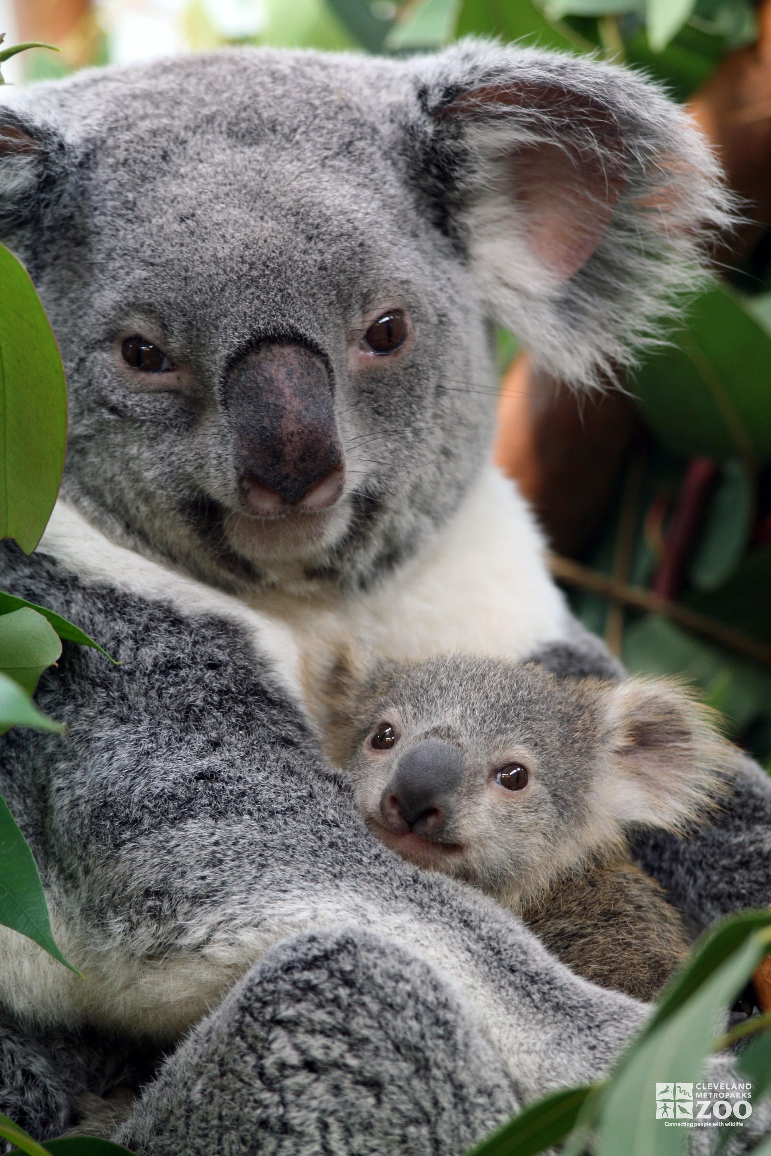 Коала где обитает на каком. Карликовая коала. Коала сумчатое. Коала с детенышем. Коала сумчатая с детенышем.