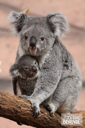 Коала с детенышем