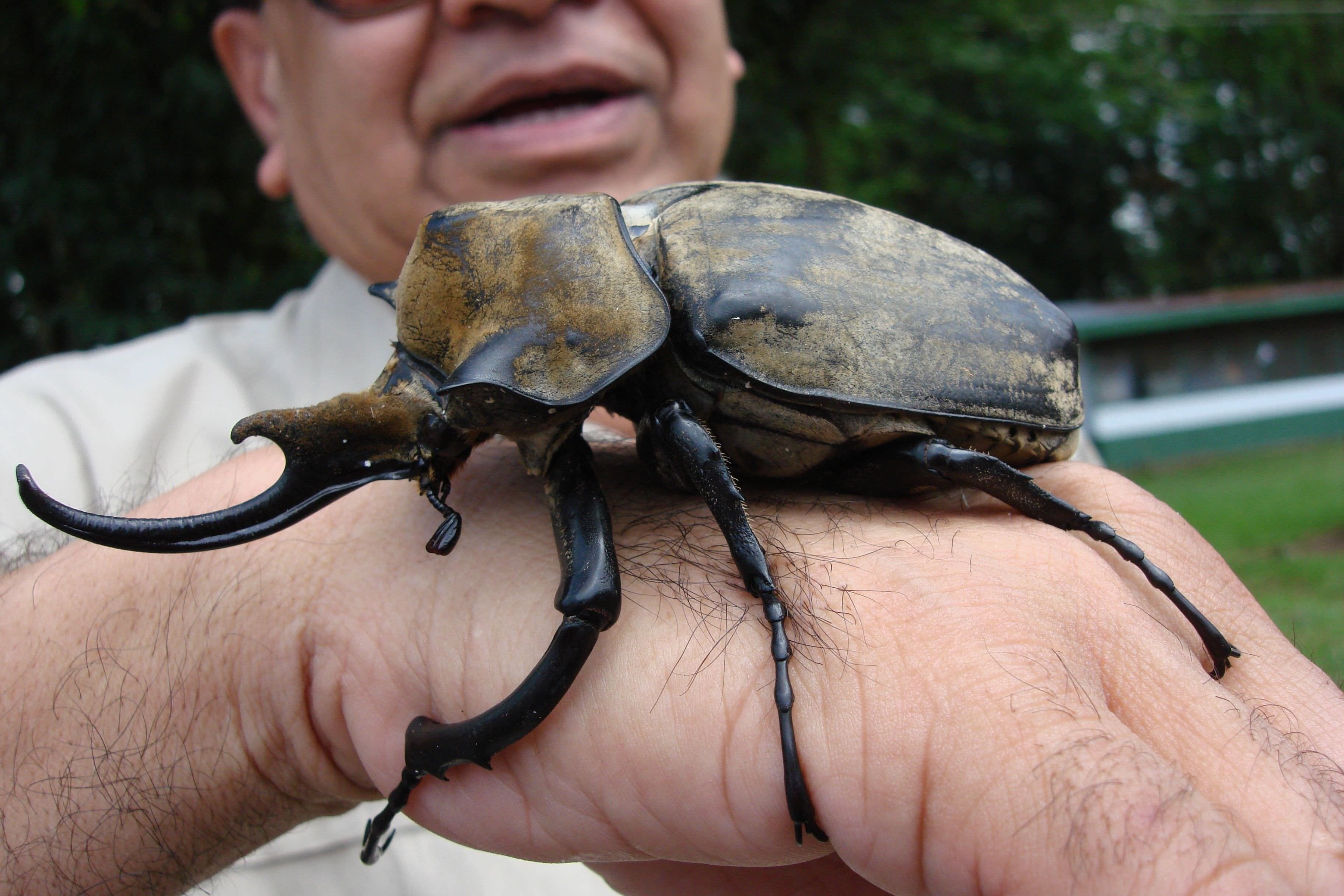 Самые крупные жуки в мире фото