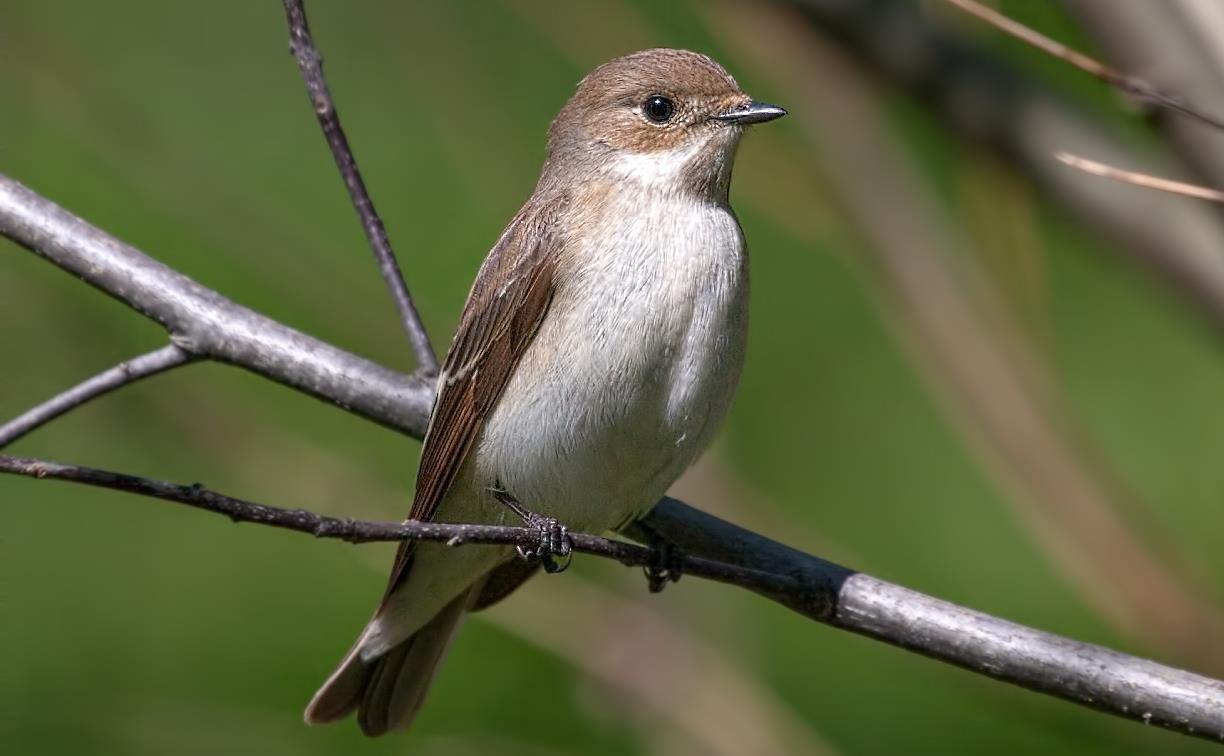 Мухоловка пеструшка птица фото самец и самка