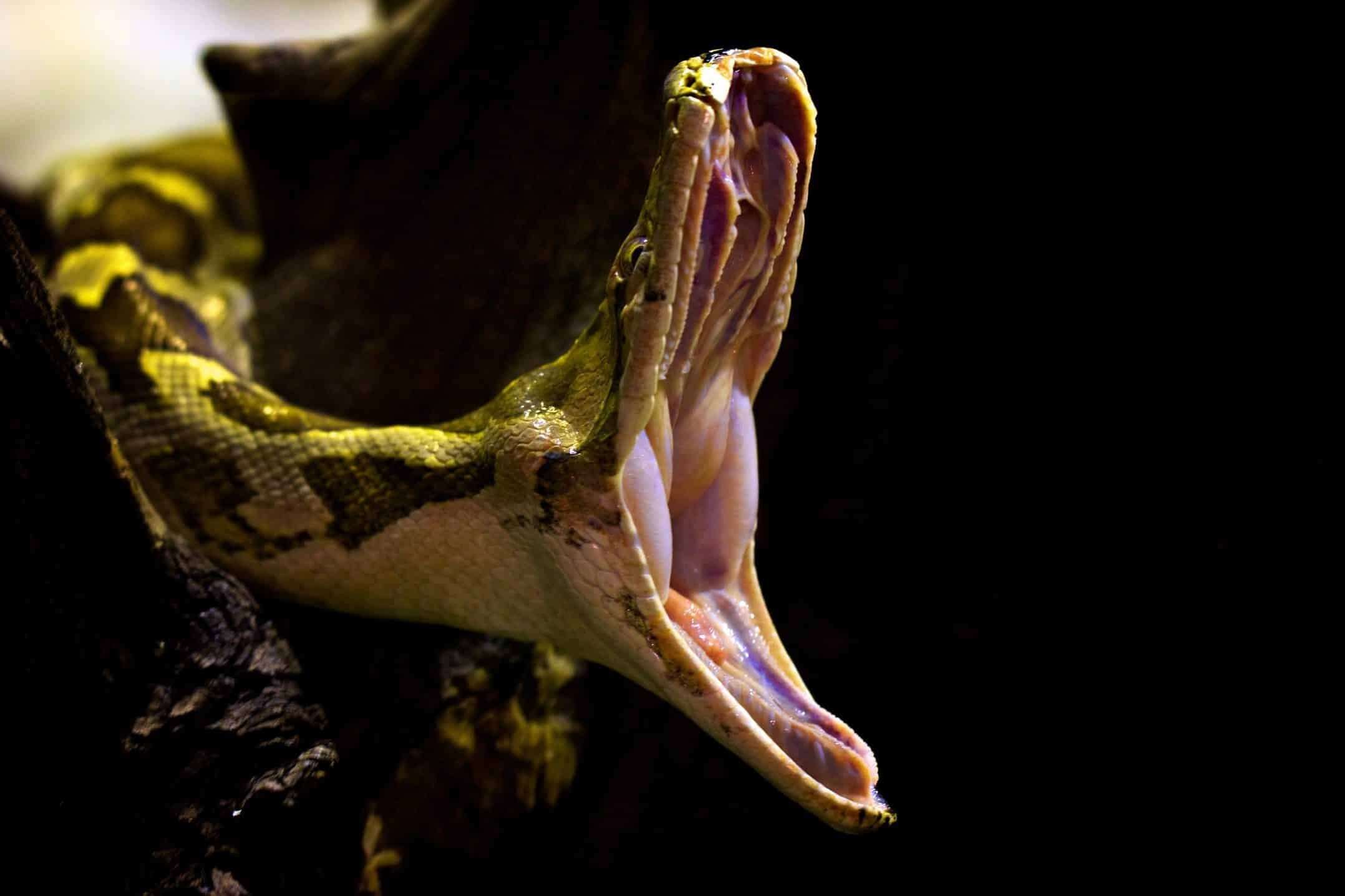 фото змей головы