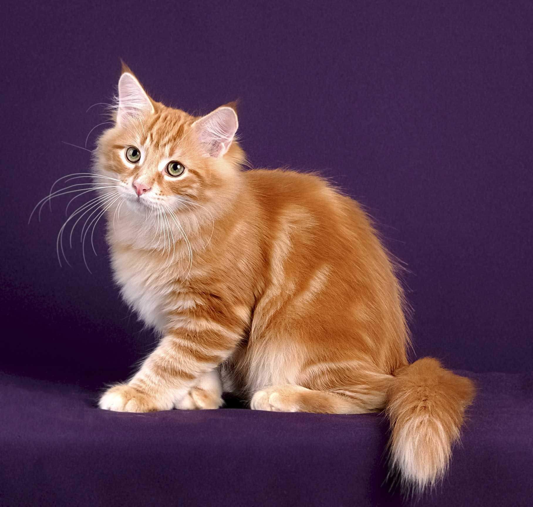 породы рыжих котов с фотографиями и названиями