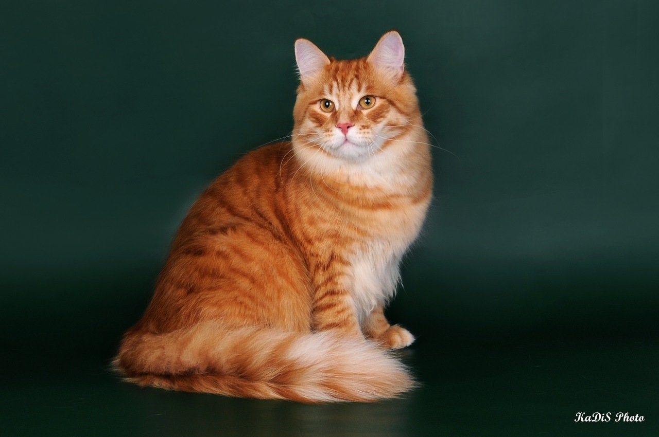 Сибирская Кошка Рыжая