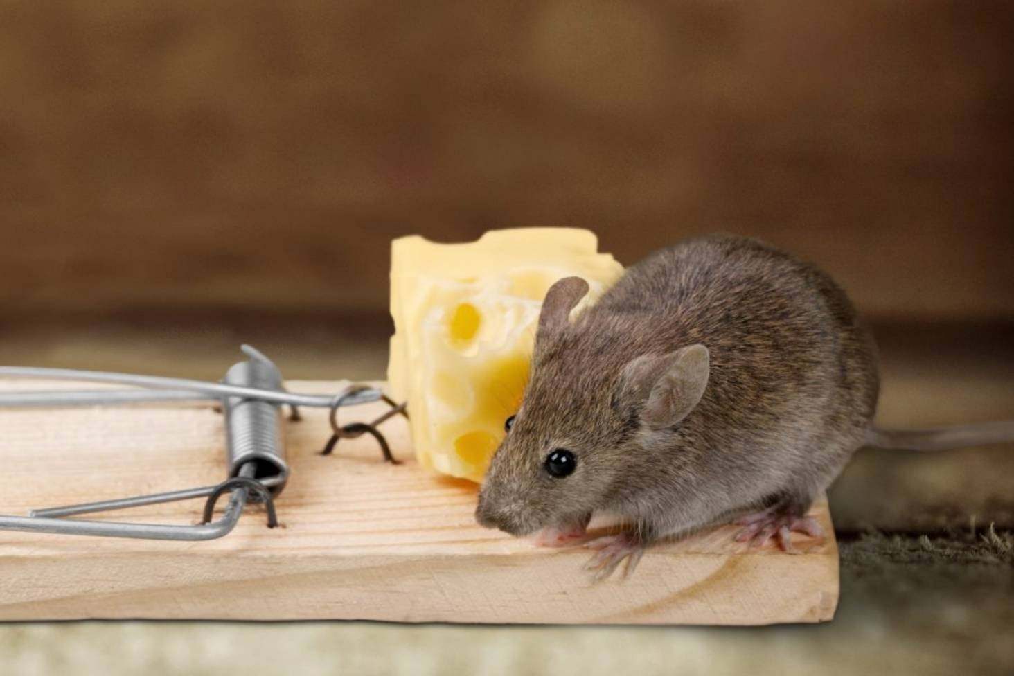 Чисто мышь. Мышеловка rat&Mouse. Мышь в мышеловке. Давилки для грызунов.