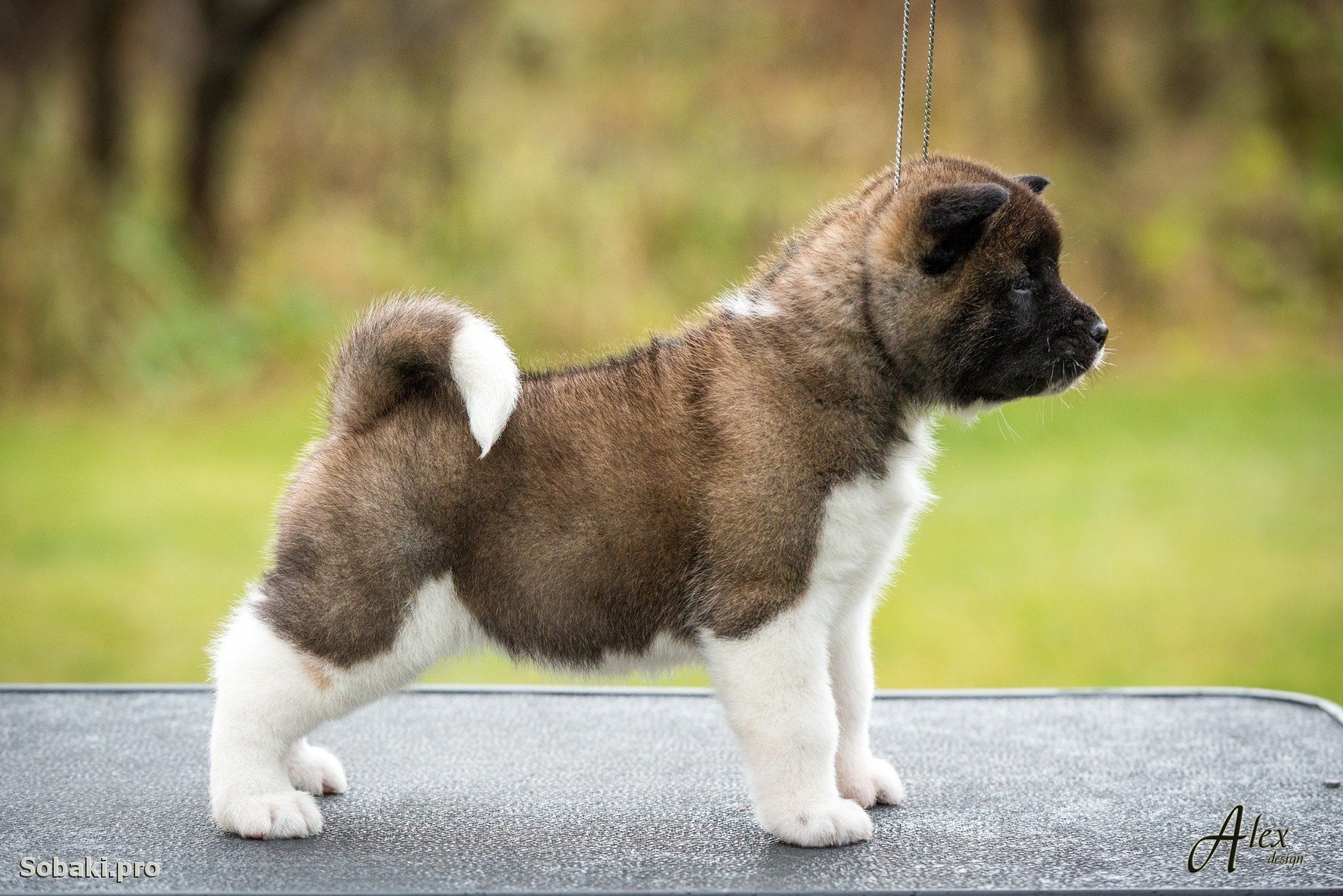 порода собак американский акита фото щенок