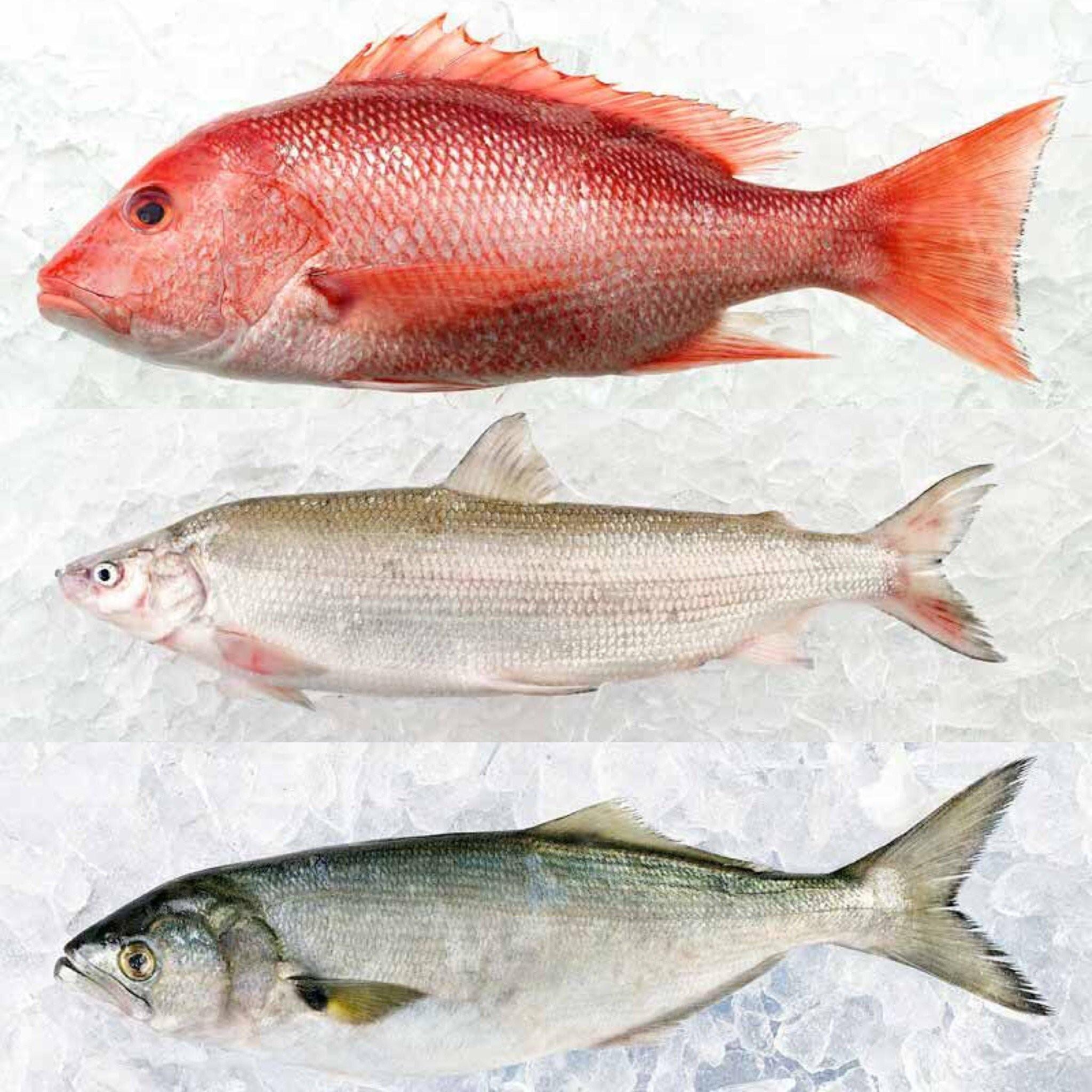 Породы красных рыб. Белый СНЕППЕР рыба. Стальноголовый лосось. Морская рыба красного цвета. Красно белая рыба.