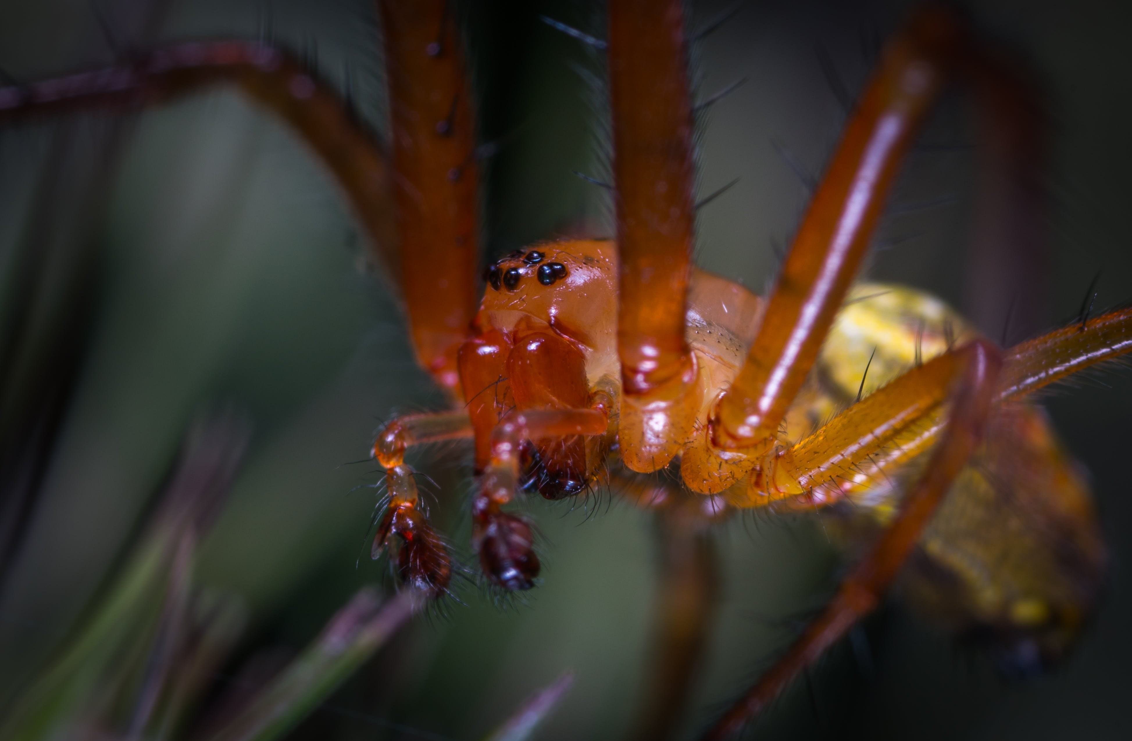 Паук это беспозвоночное животное. Членистоногие пауки насекомые. Паук Арахнид фото. Паук многоножка. Членистоногие сколопендра.