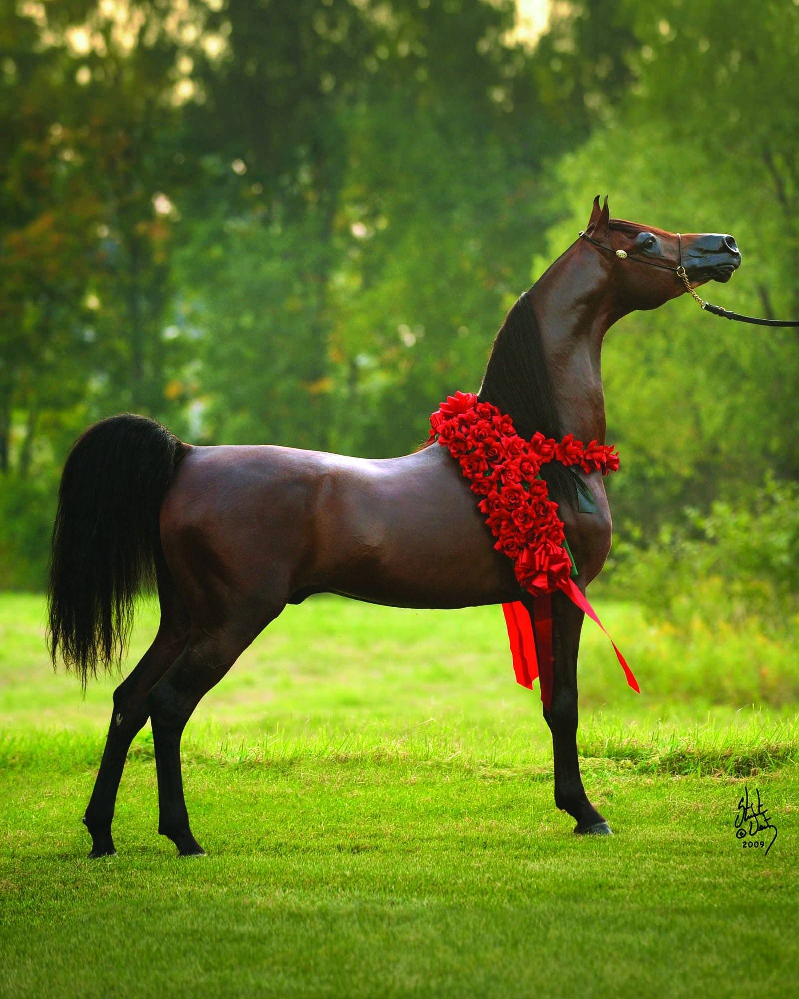 Арабская лошадь (арабская чистокровная лошадь)