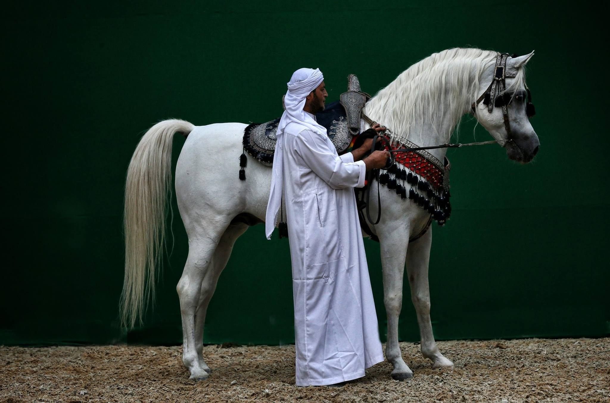 Арабы Лошади