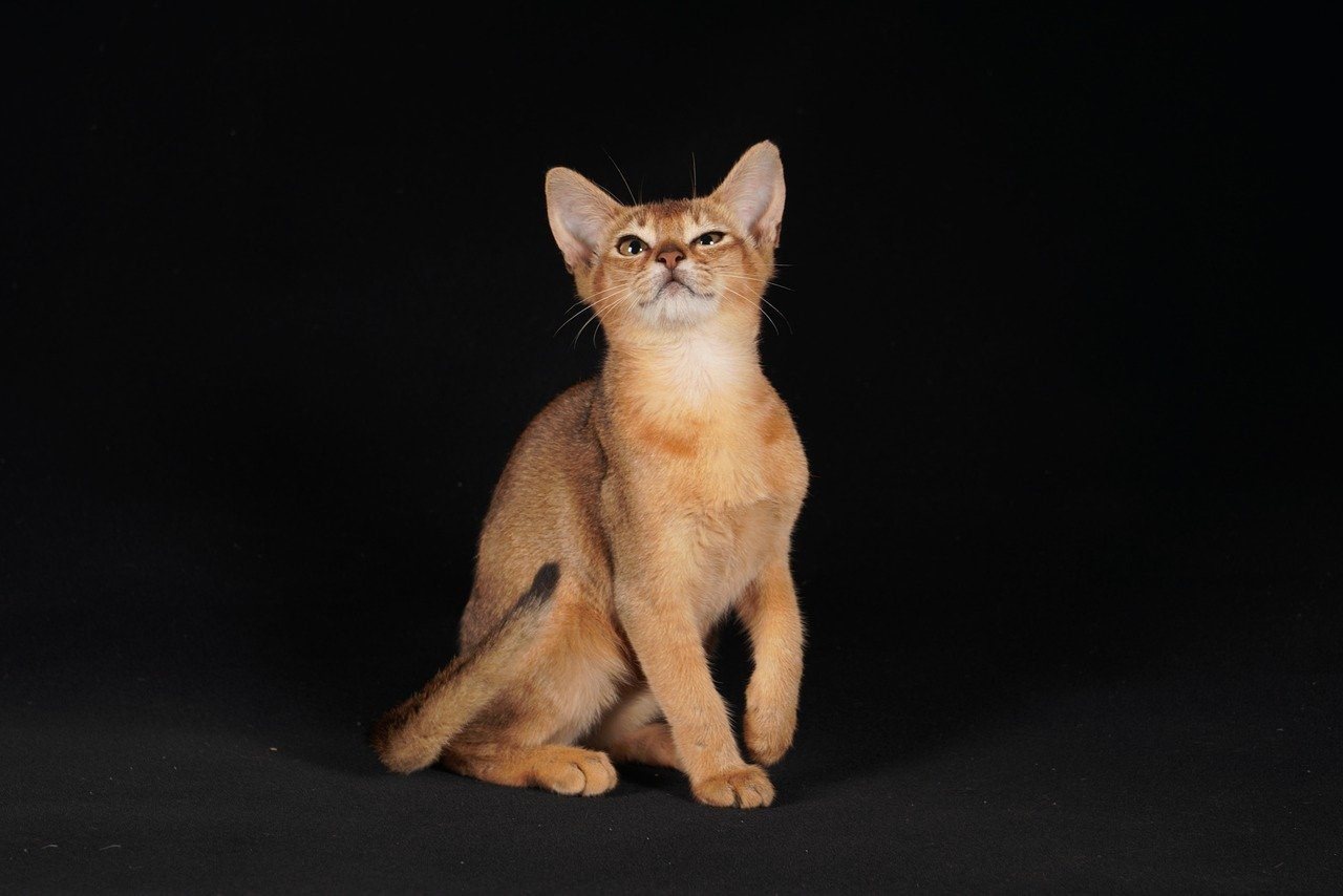 Абиссинский кот фото