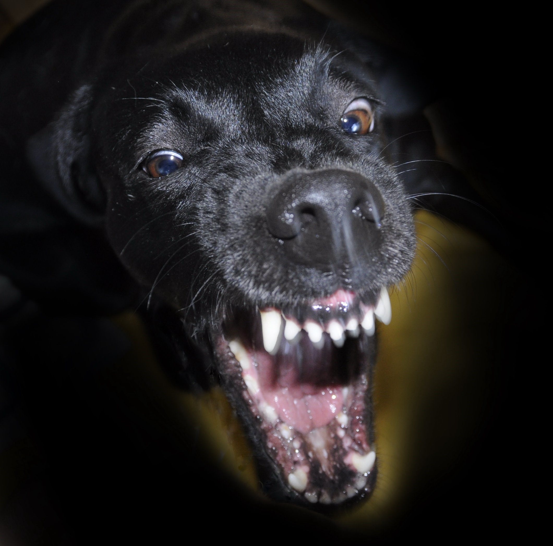 Черная собака во сне к чему снится. Лабрадор ротвейлер черный. Собака ротвейлер оскал. Лабрадор ретривер злой. Злой черный лабрадор.