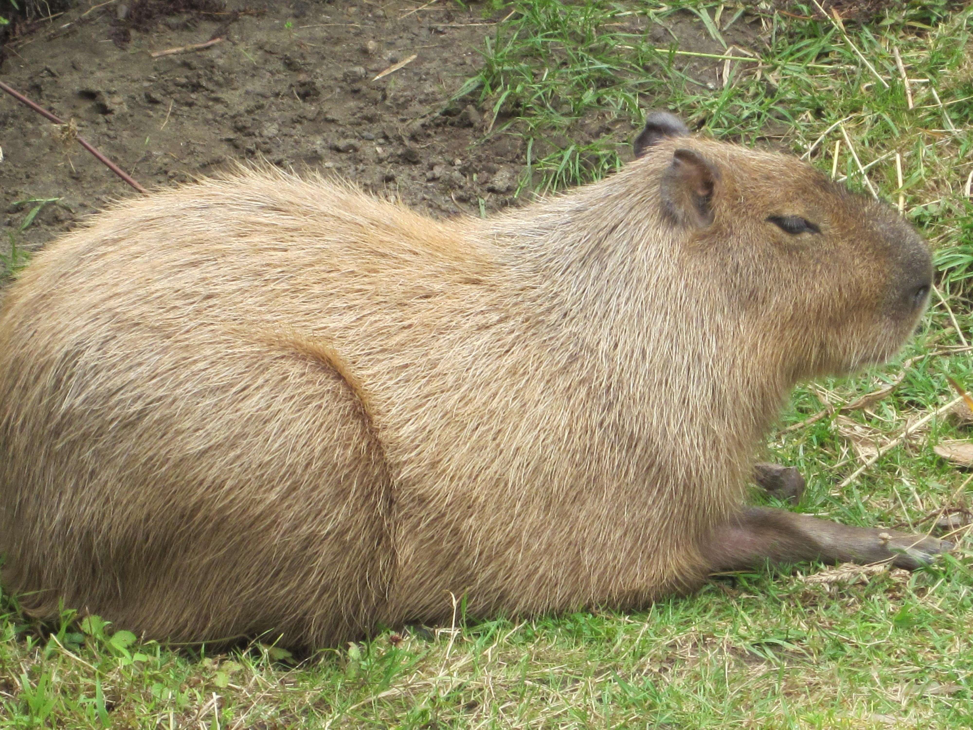 Самого большого грызуна. Капибара. Капибара капибара Capybara. Капибара это эндемик. Большие морские свинки капибара.