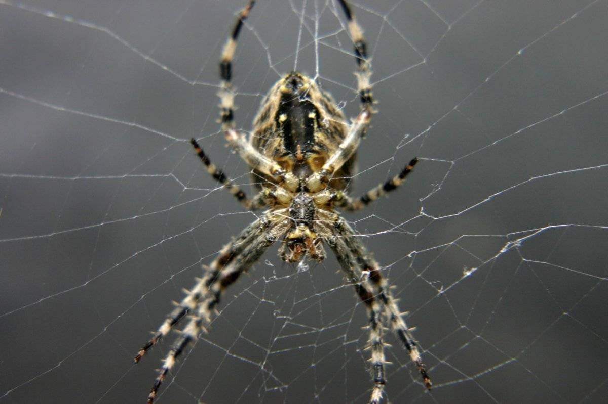 Мизгирь паук домашний черный