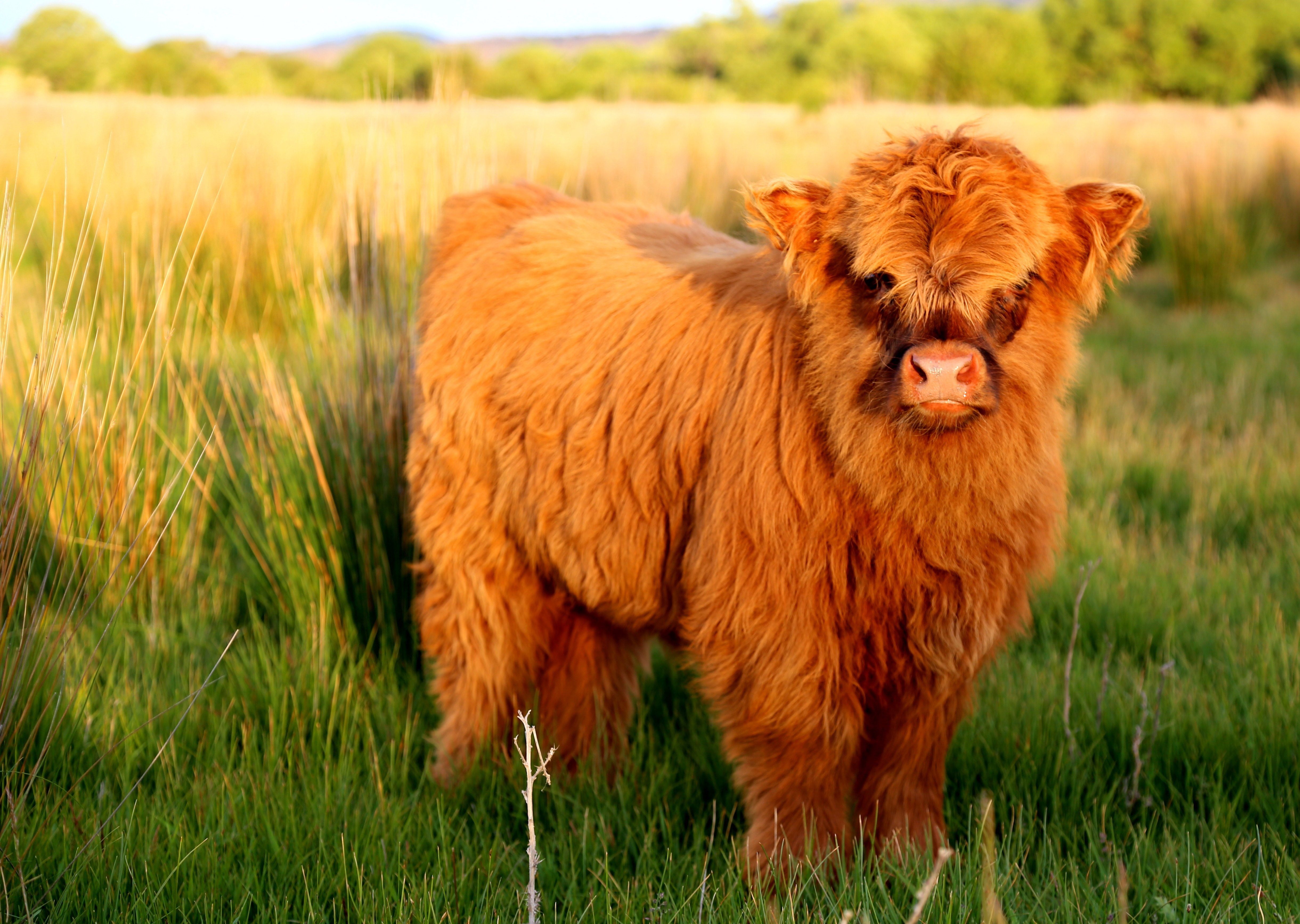 Хайленд (Highland Cattle) – Шотландская порода коров