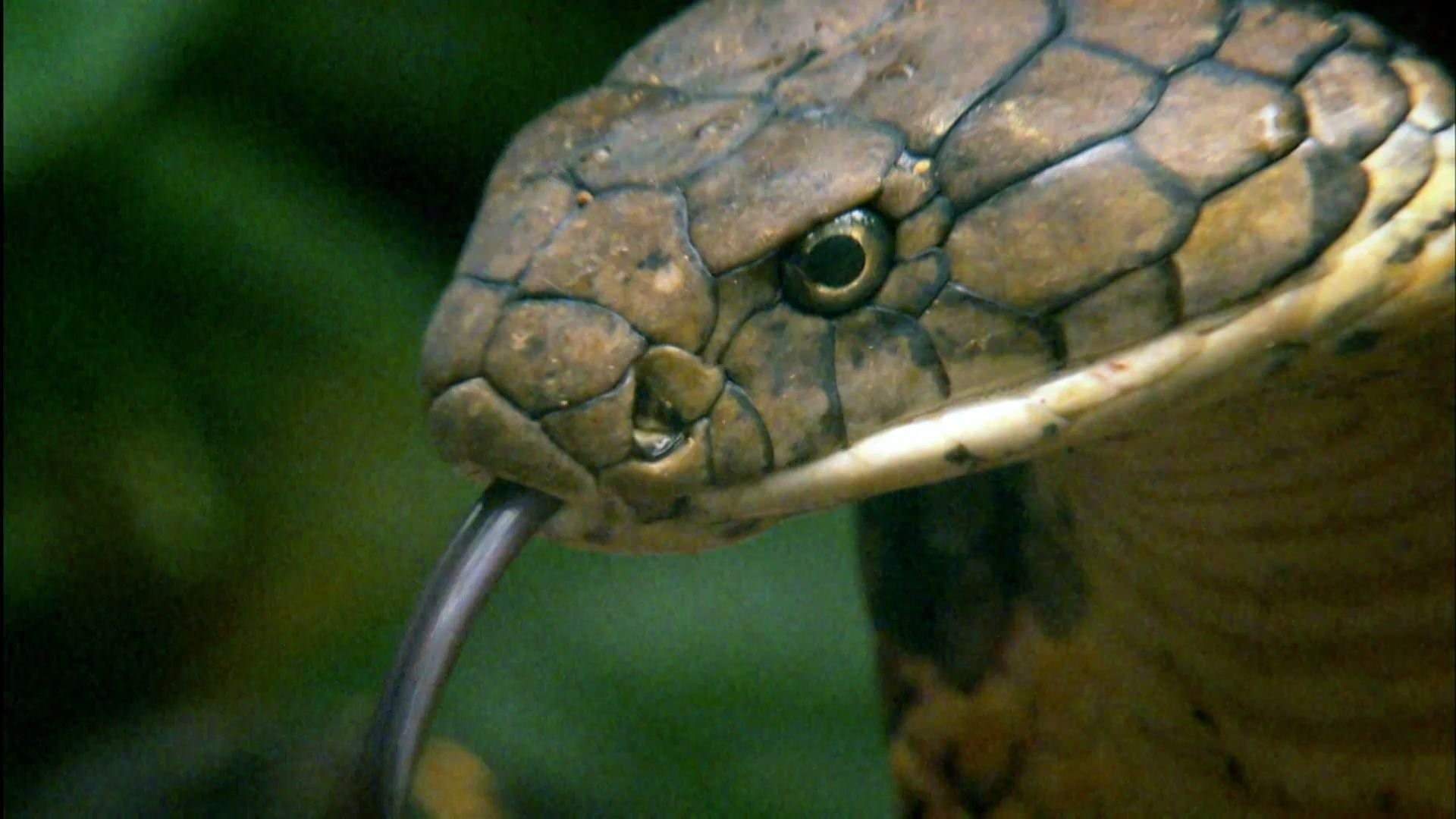 Почему змея высовывает