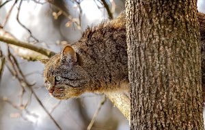 Кавказская Лесная кошка