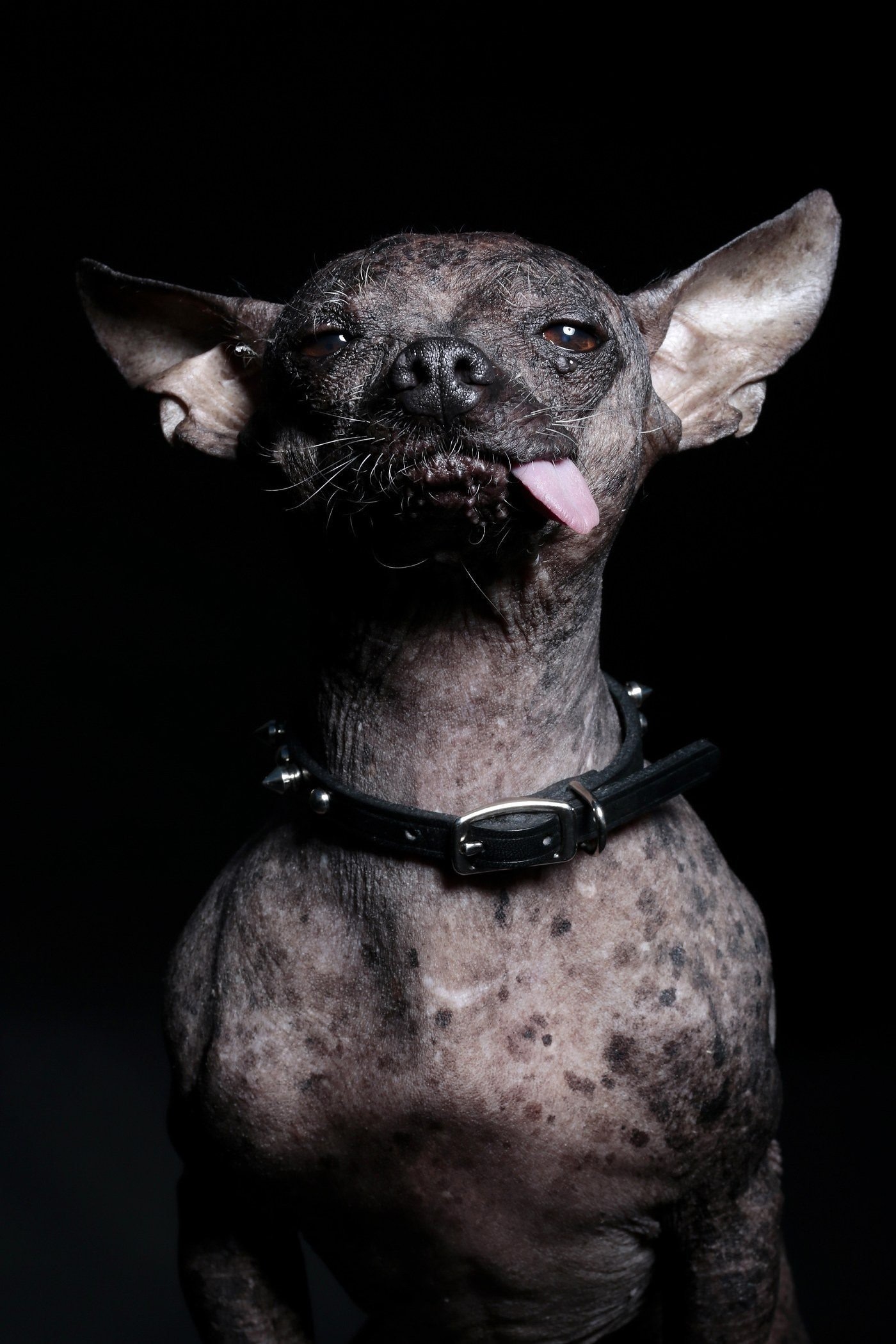 Порода самой страшной собаки. Китайская хохлатая собака страшная. Самая уродлиыая моьака.