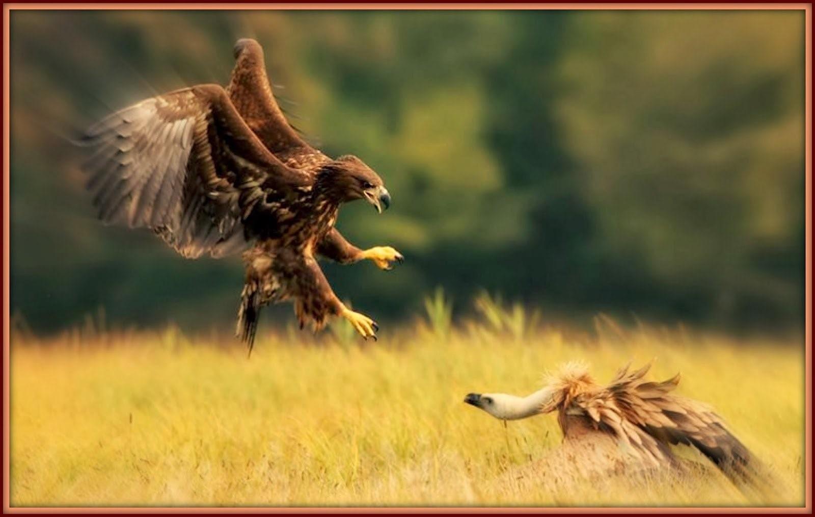 Начало года орла. Орлан-белохвост охотится. Орёл Беркут в атаке. Орёл vs Стервятник.