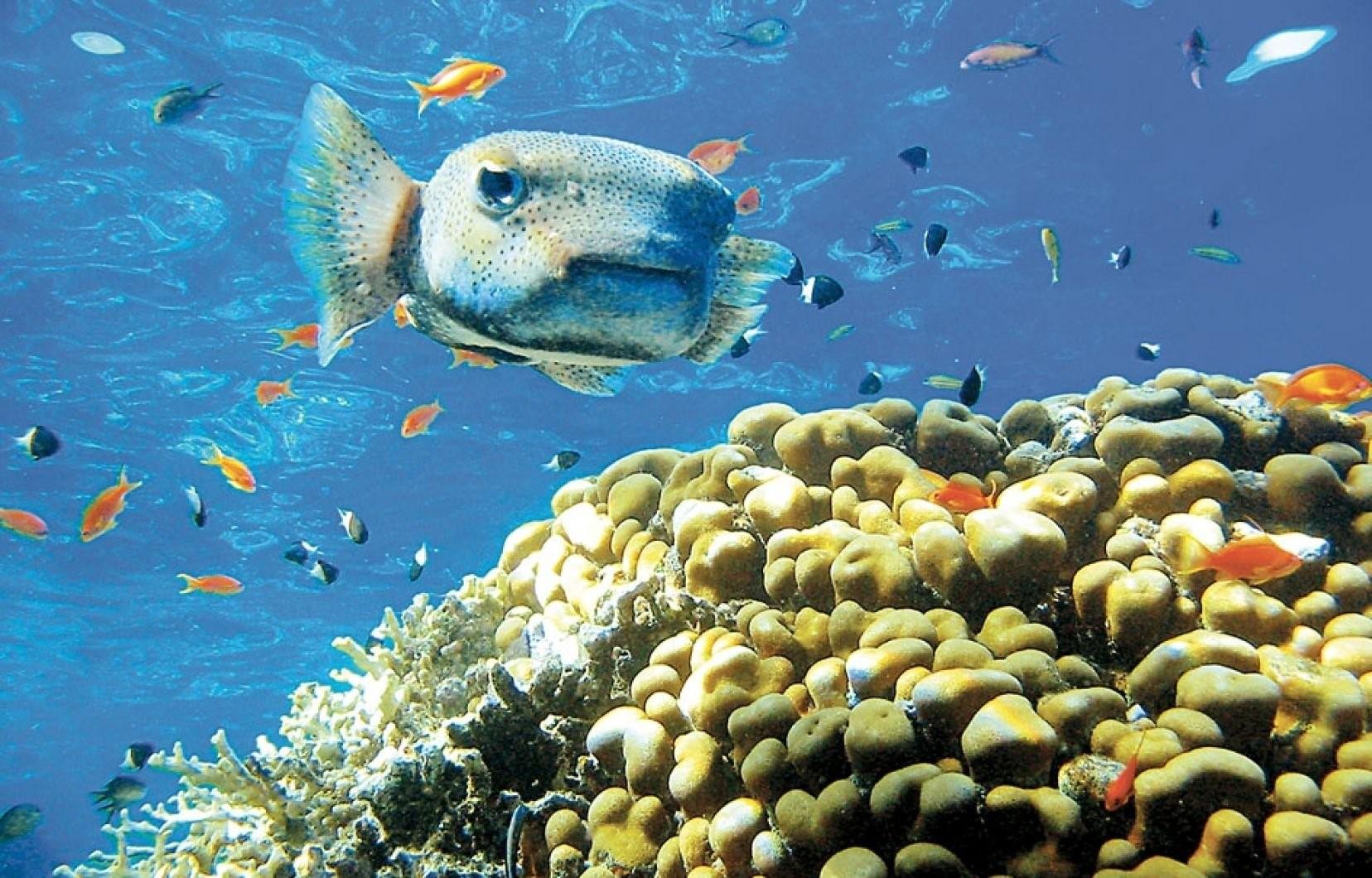 Рыбы красного моря хургада фото